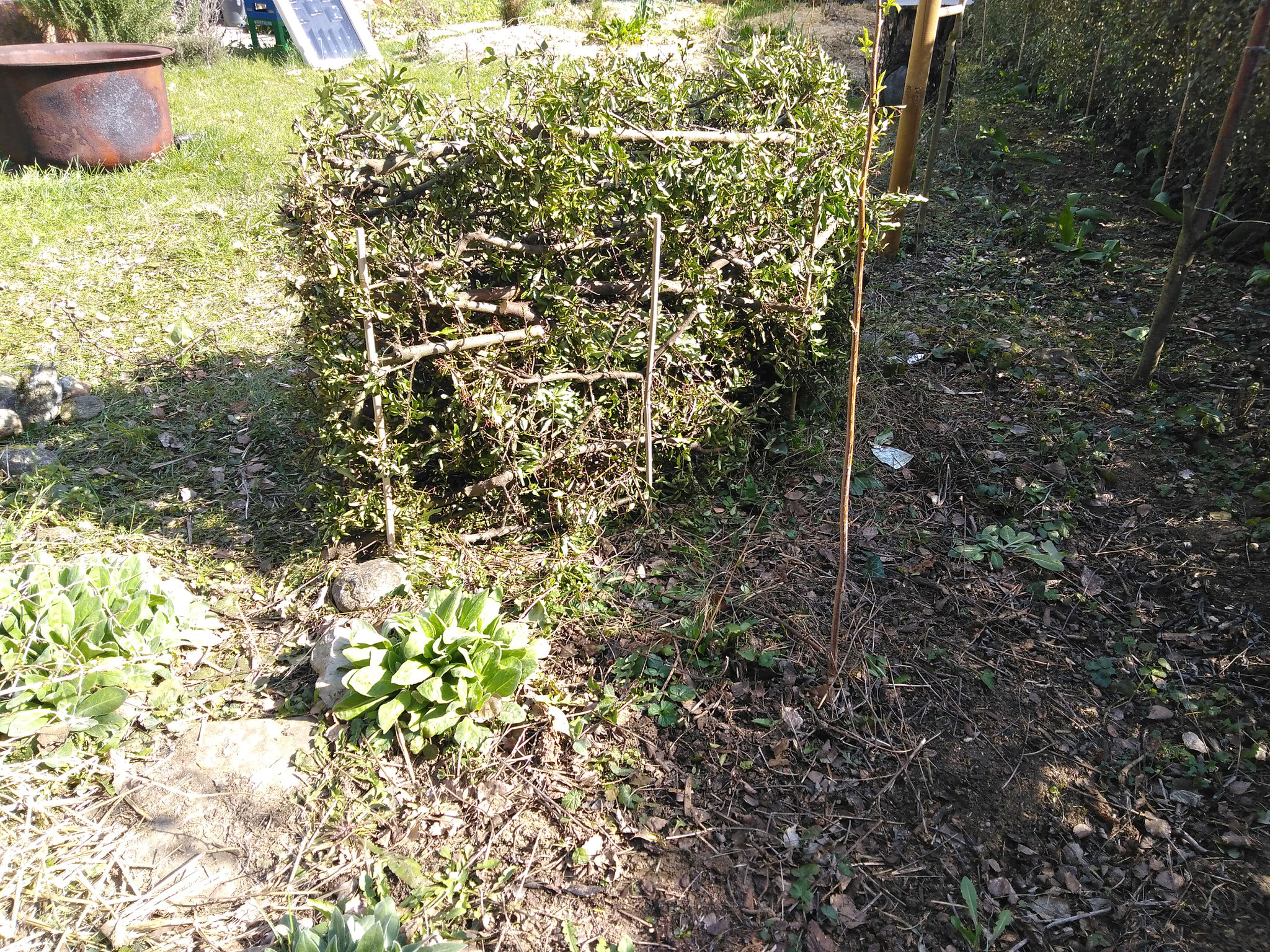 Schritt 4: zuletzt werden die überstehenden Äste an beiden Enden der Hecke auf die Länge der Hecke gekürzt.