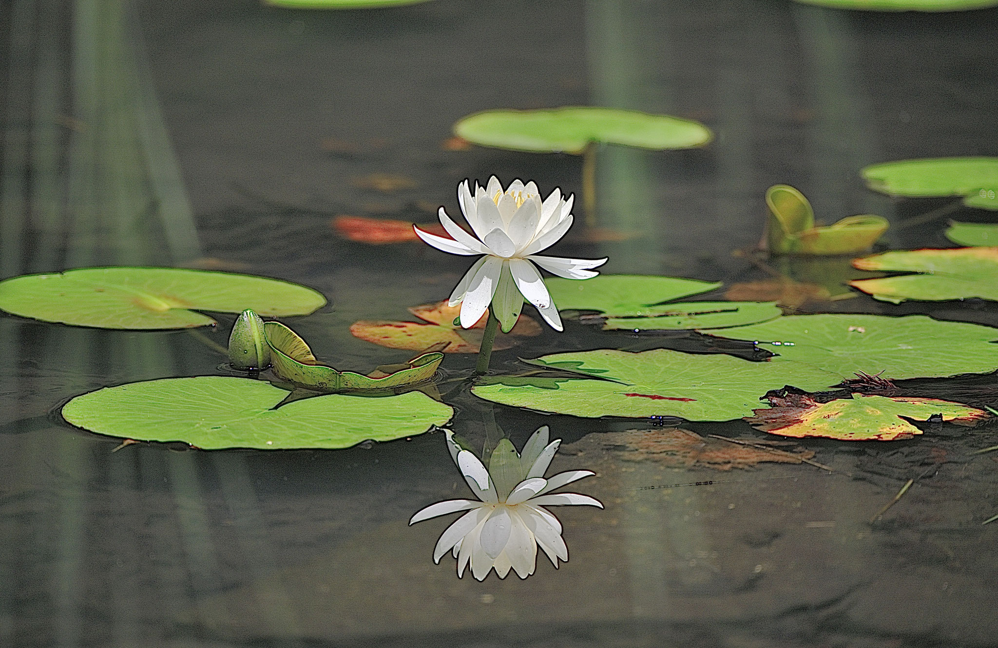 万博記念公園のスイレンの花