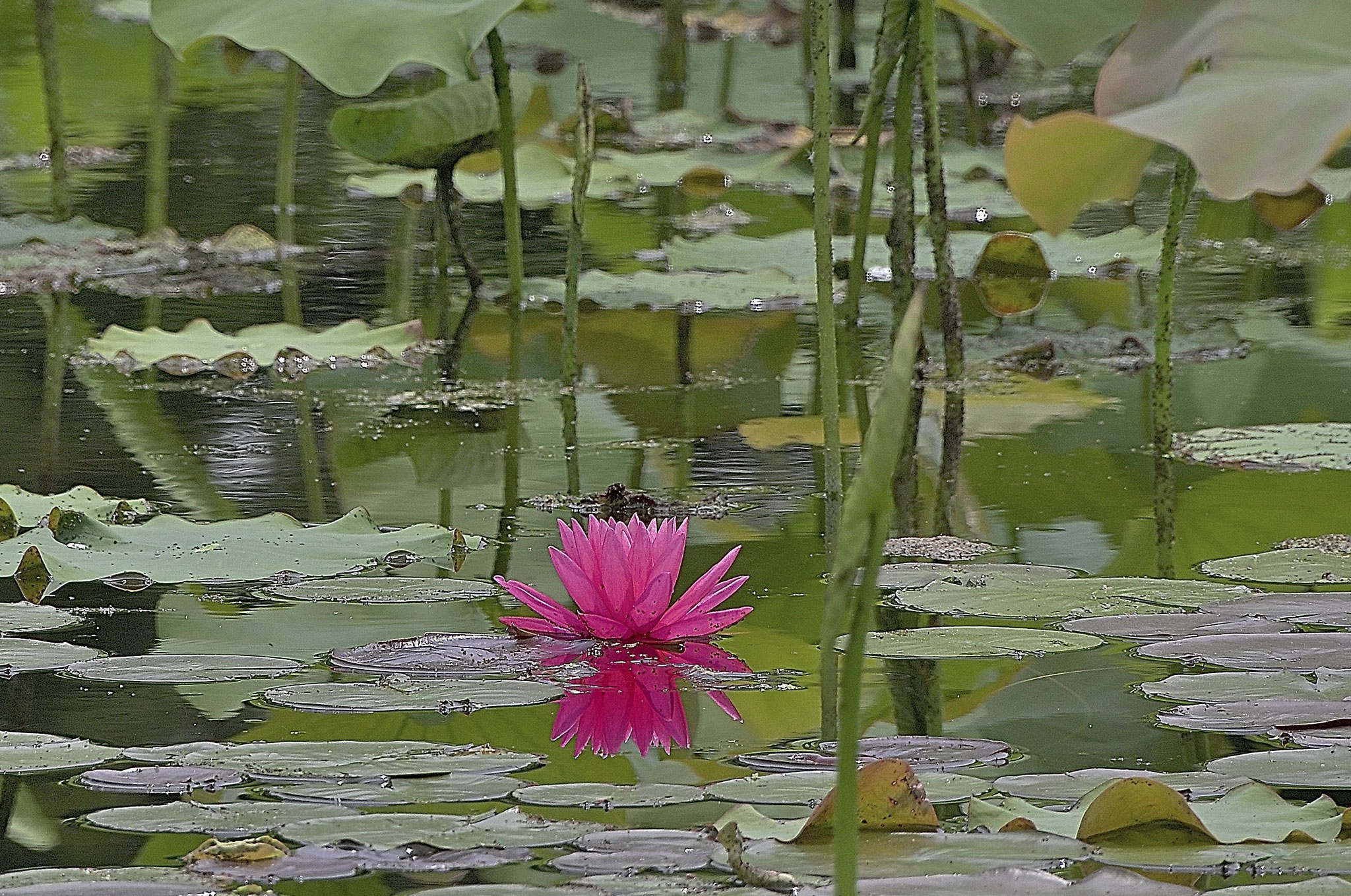 万博記念公園のスイレンの花