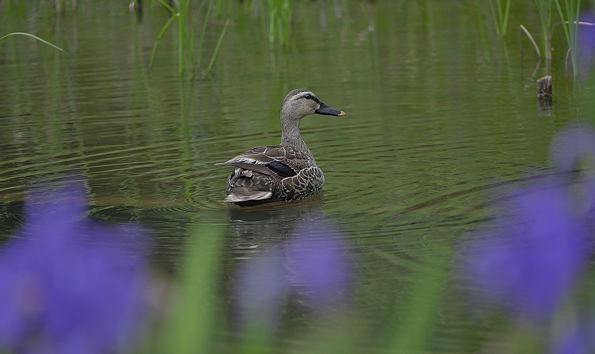 万博記念公園のカモ