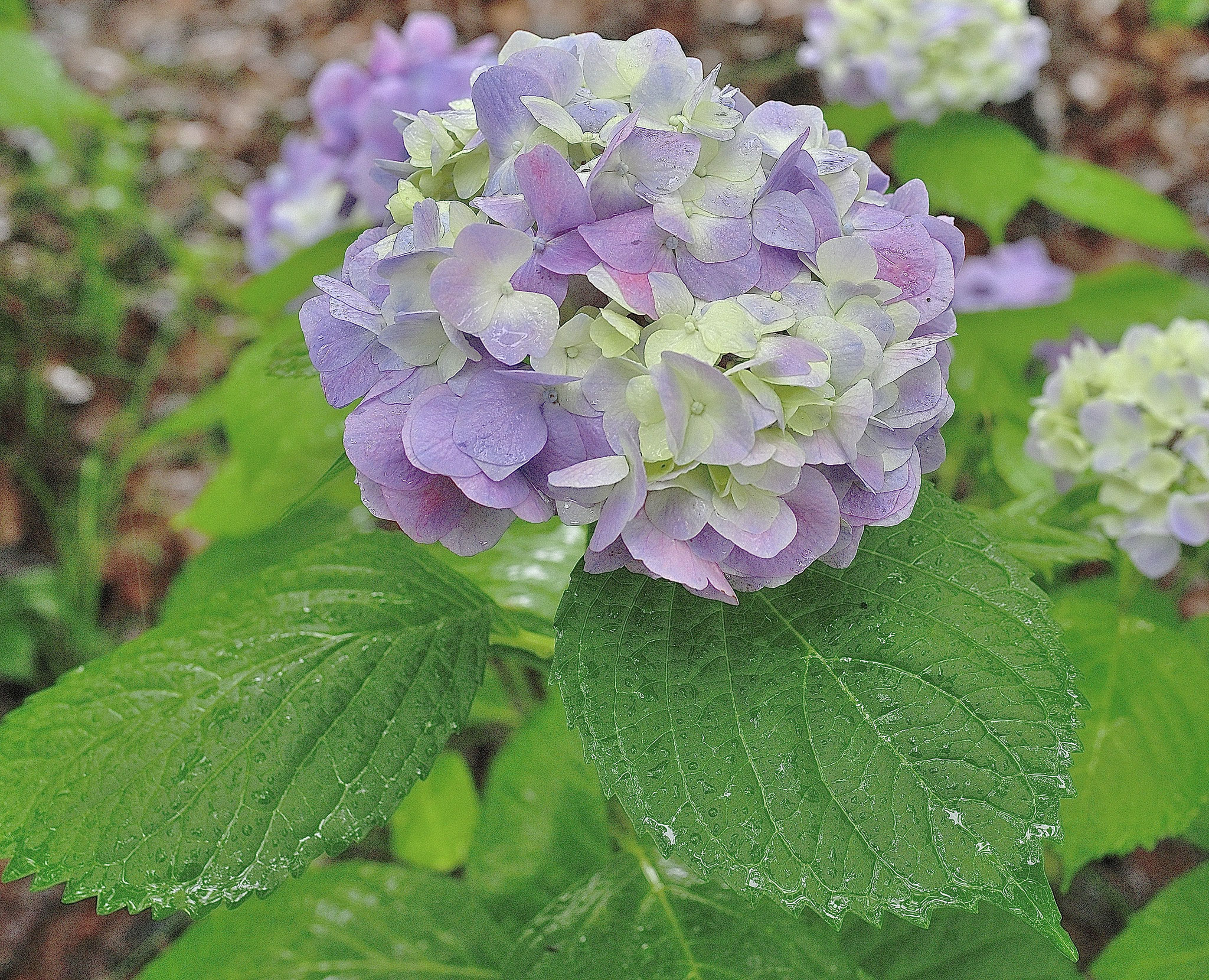 大阪城外堀のお花