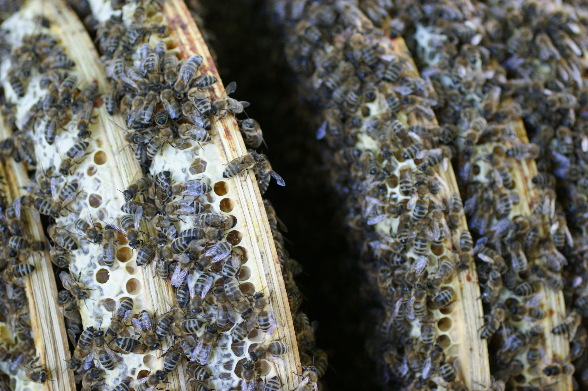 Blick ins innere vom Bienenvolk