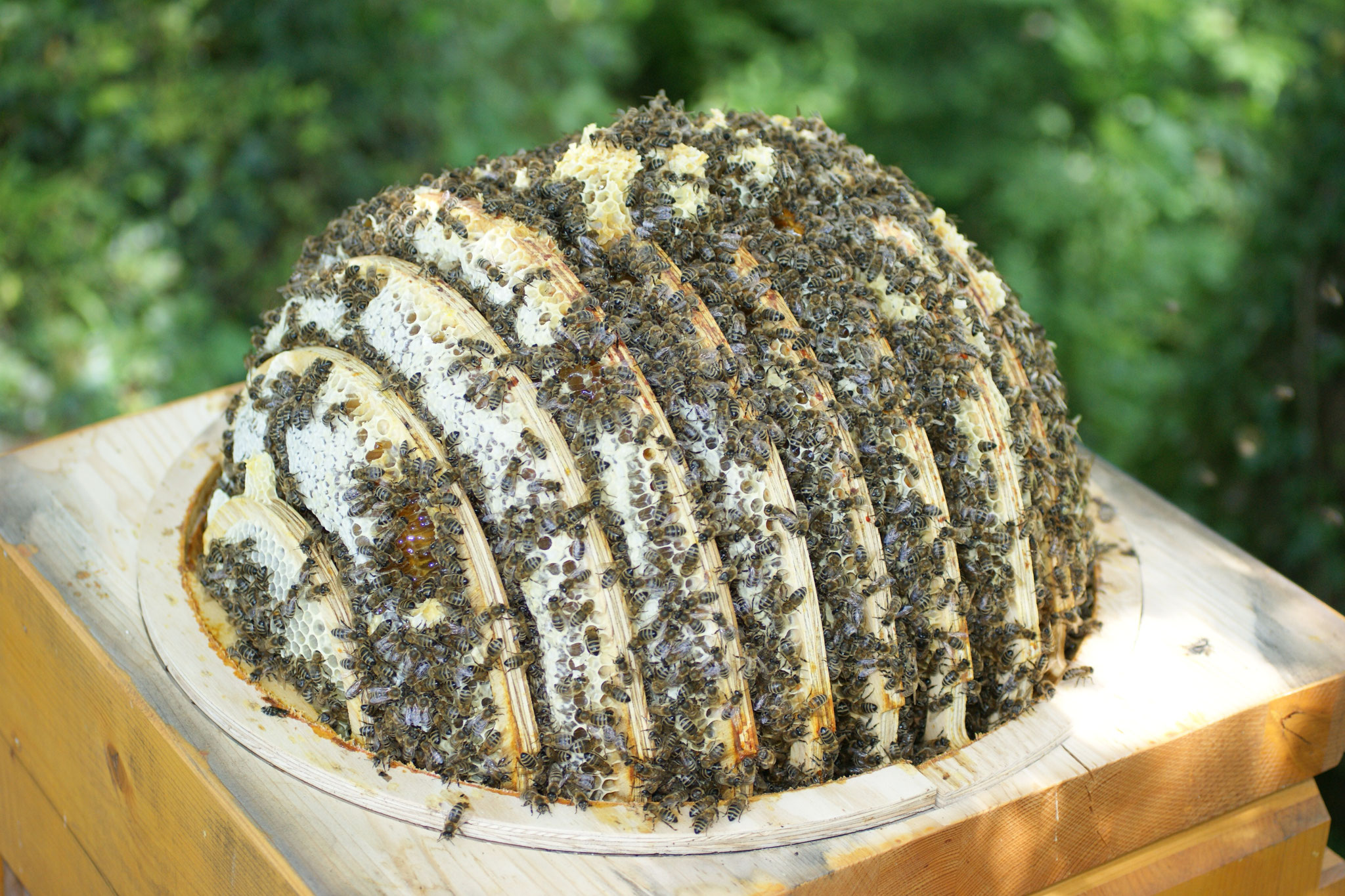 Bienenkugel geöffnet