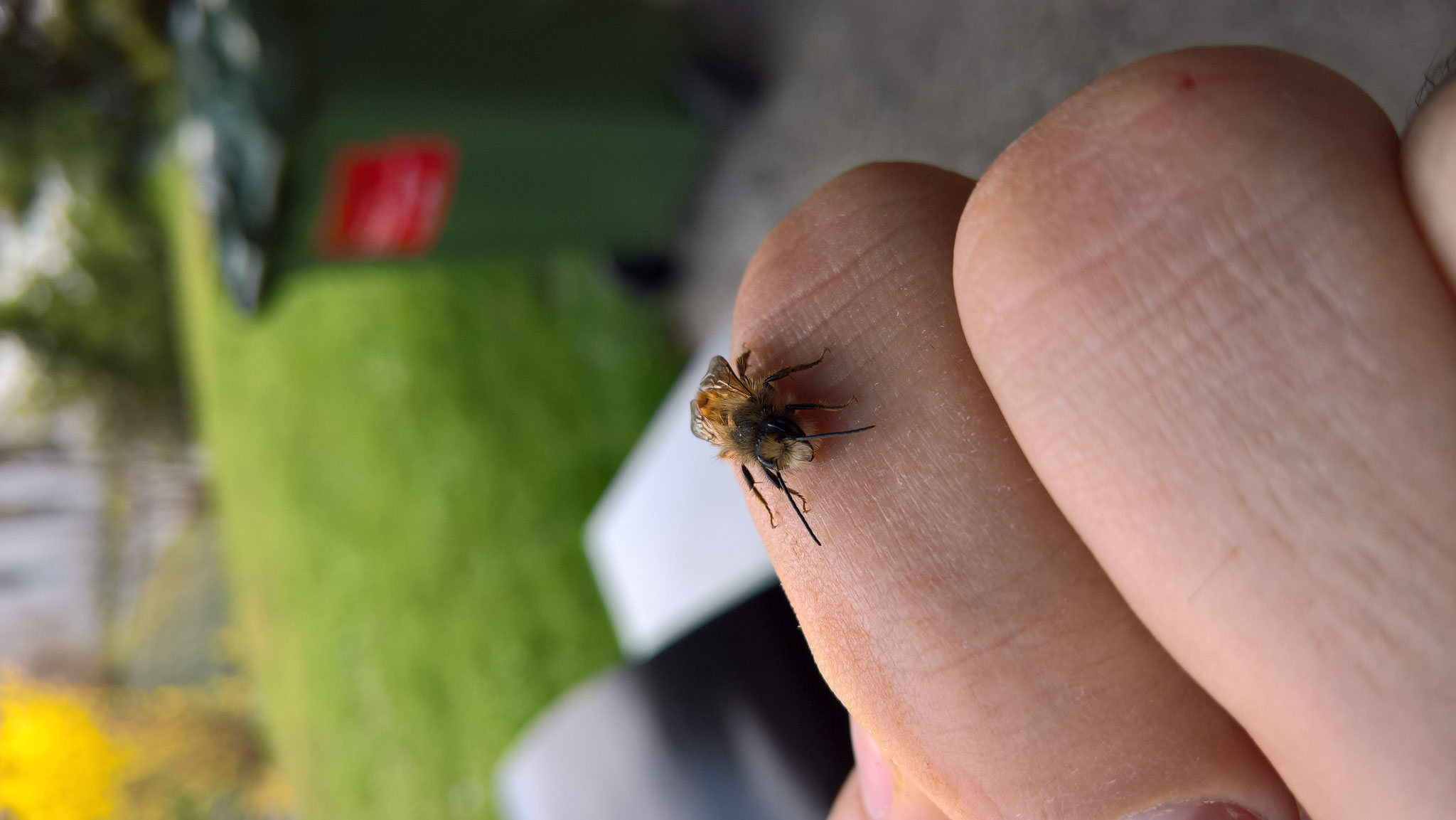 Frisch geschlüpftes Maurerbienenmännchen