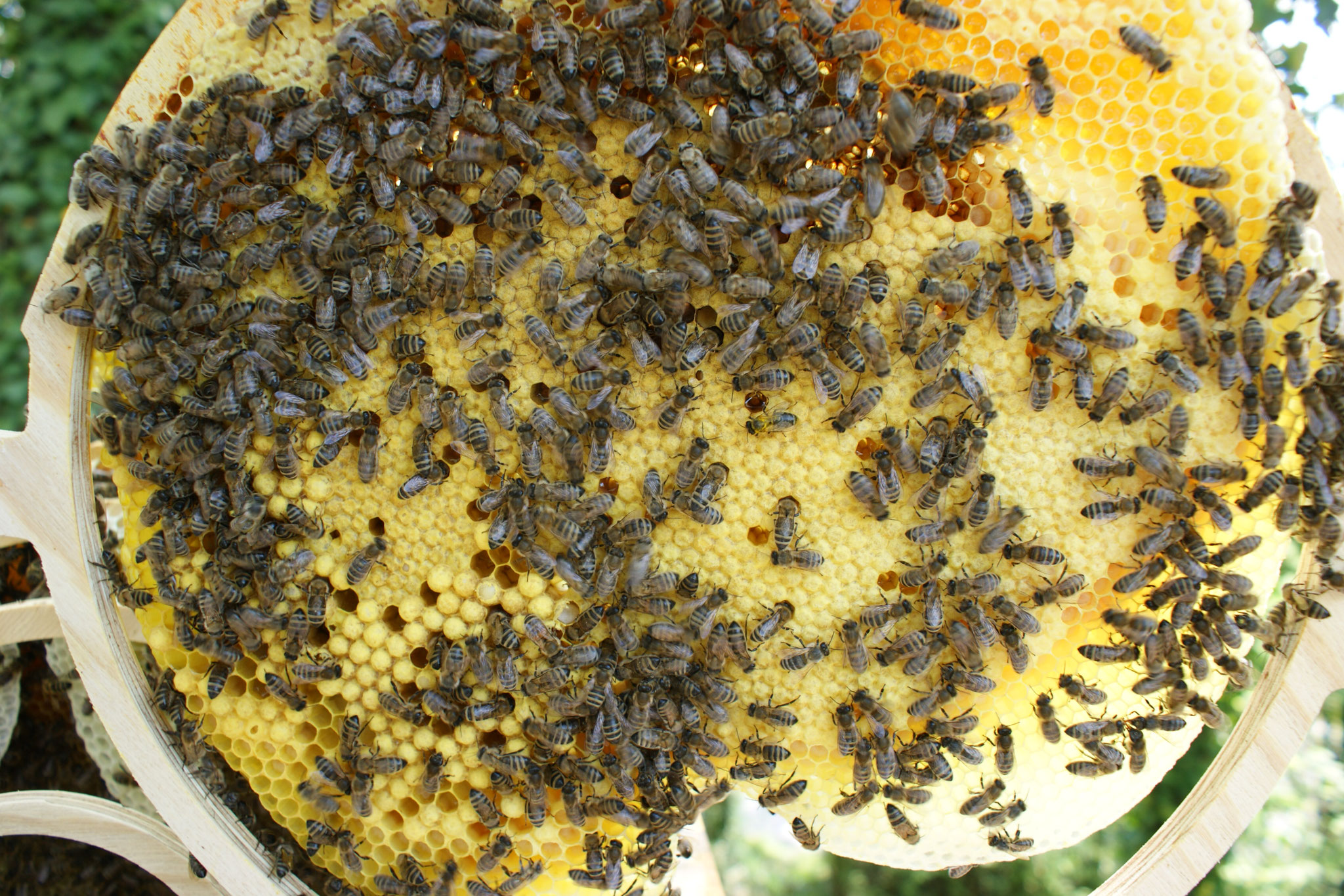 Brutwabe mit Verdeckelten Zellen und Drohnenbrut