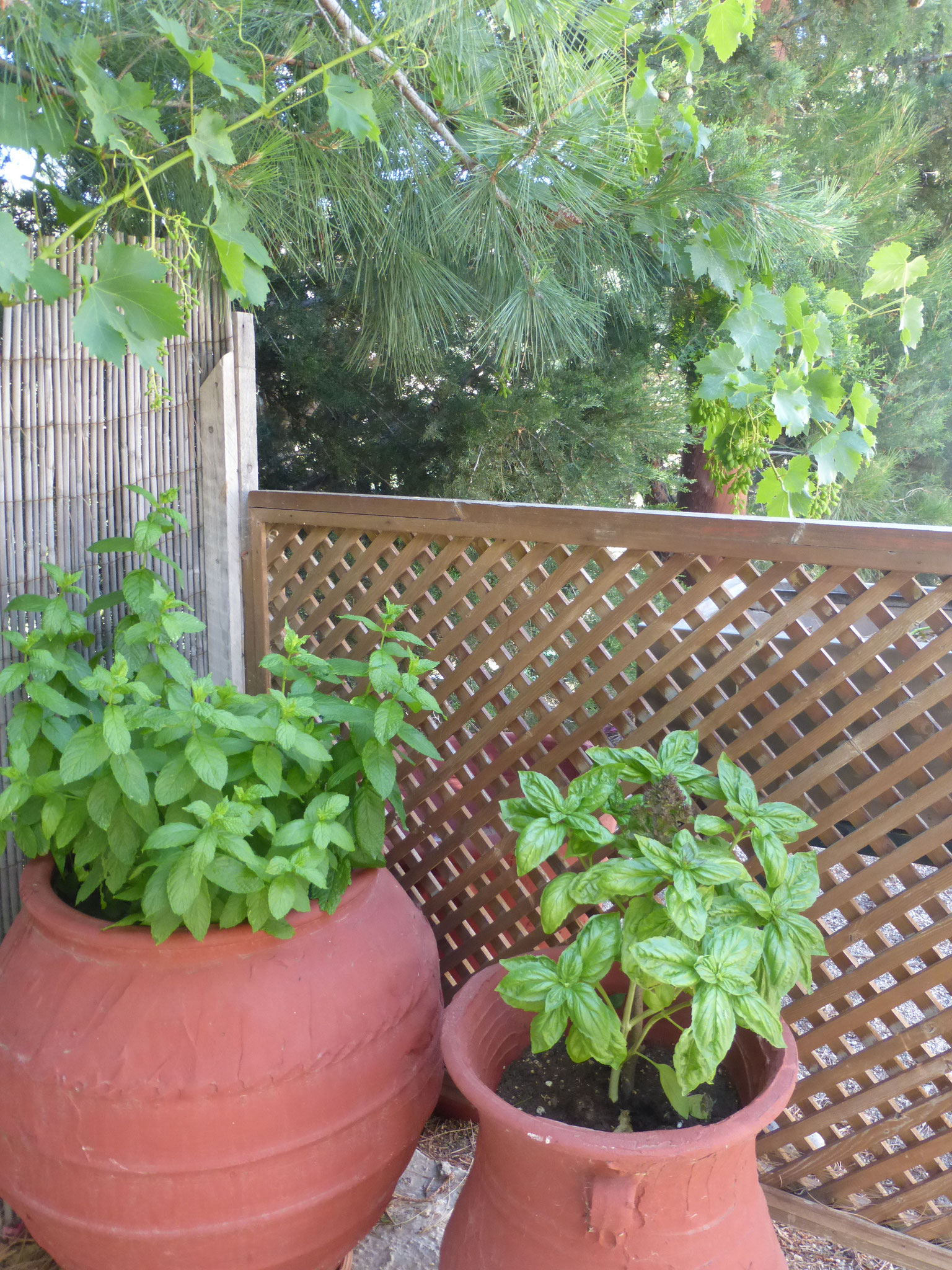 herbs on the terrace