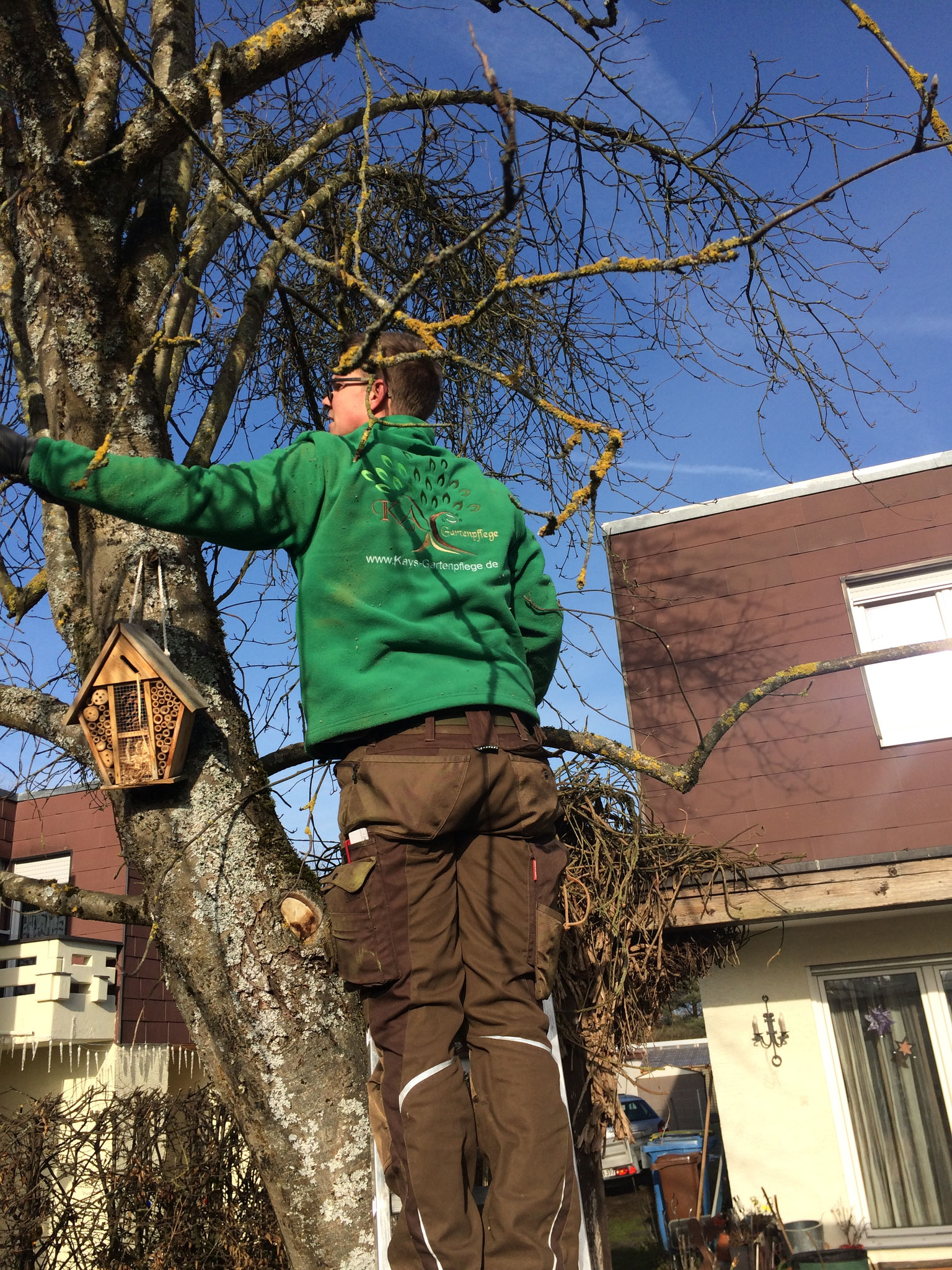 Alte Kletterpflanze aus dem Baum entfernen II