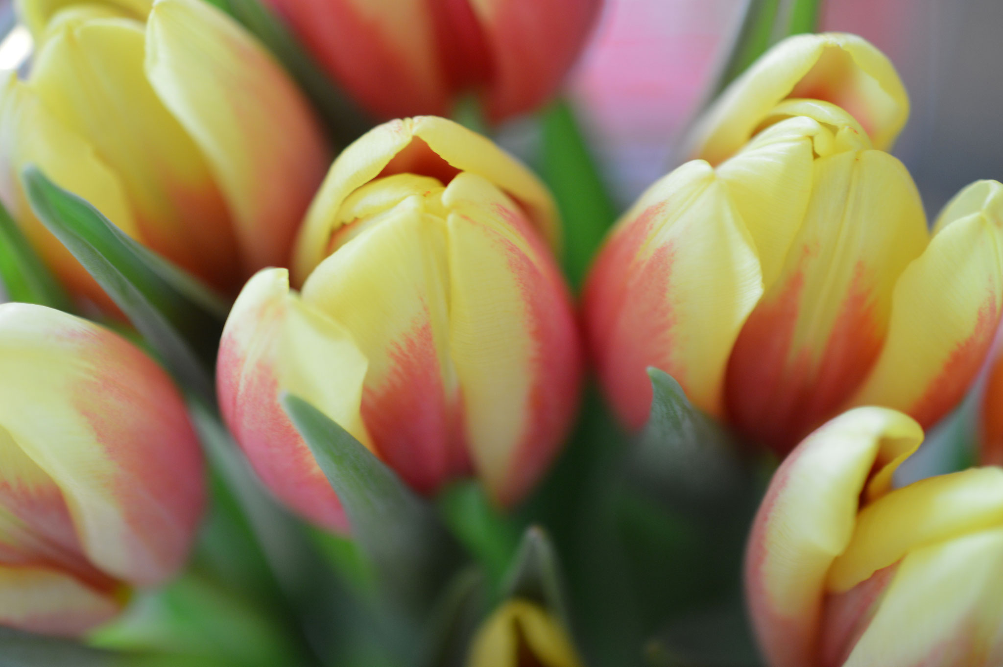 Nochmal Frühling - auch wieder schöne rote-gelbe Tulpen