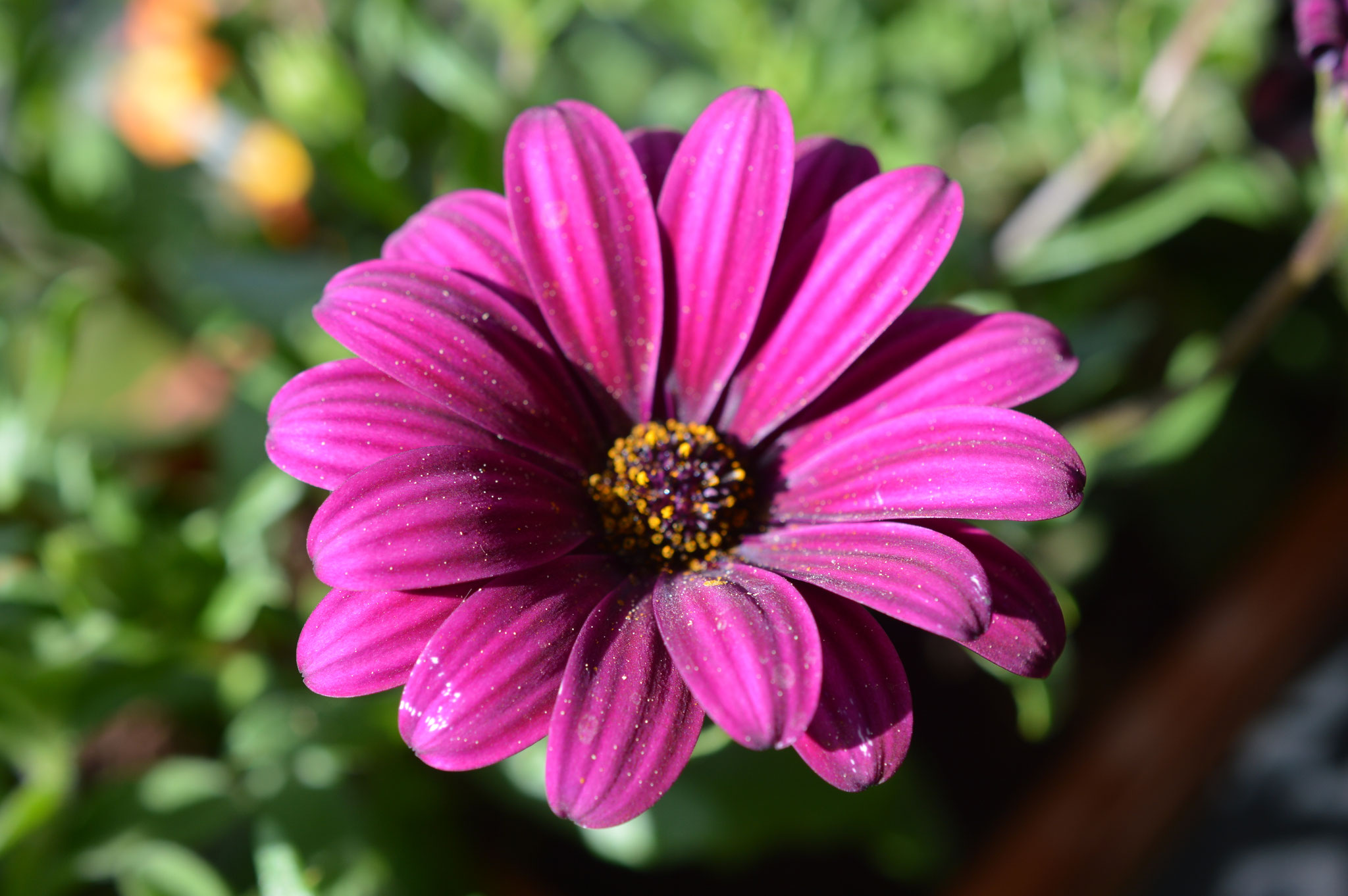 Kapkörbchen - Osteospermum ecklonis