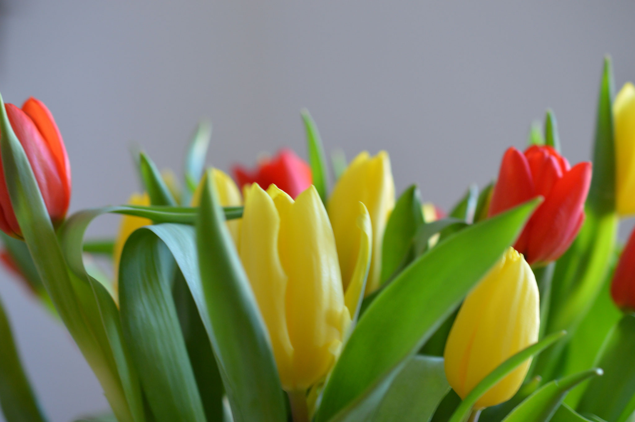 Der Frühling ist da - rote und gelbe Tulpen
