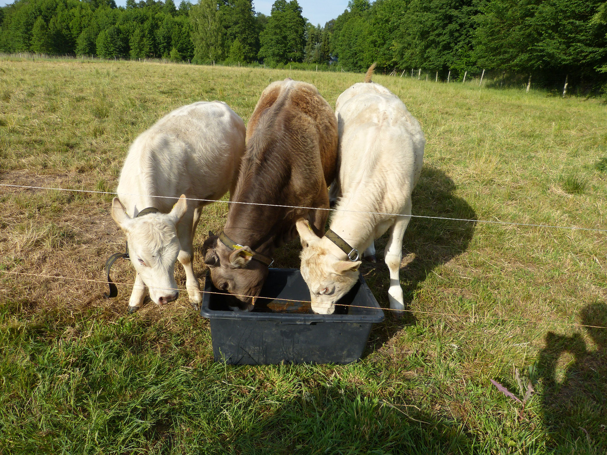 Elsa, Steven und Wombat an der Tränke
