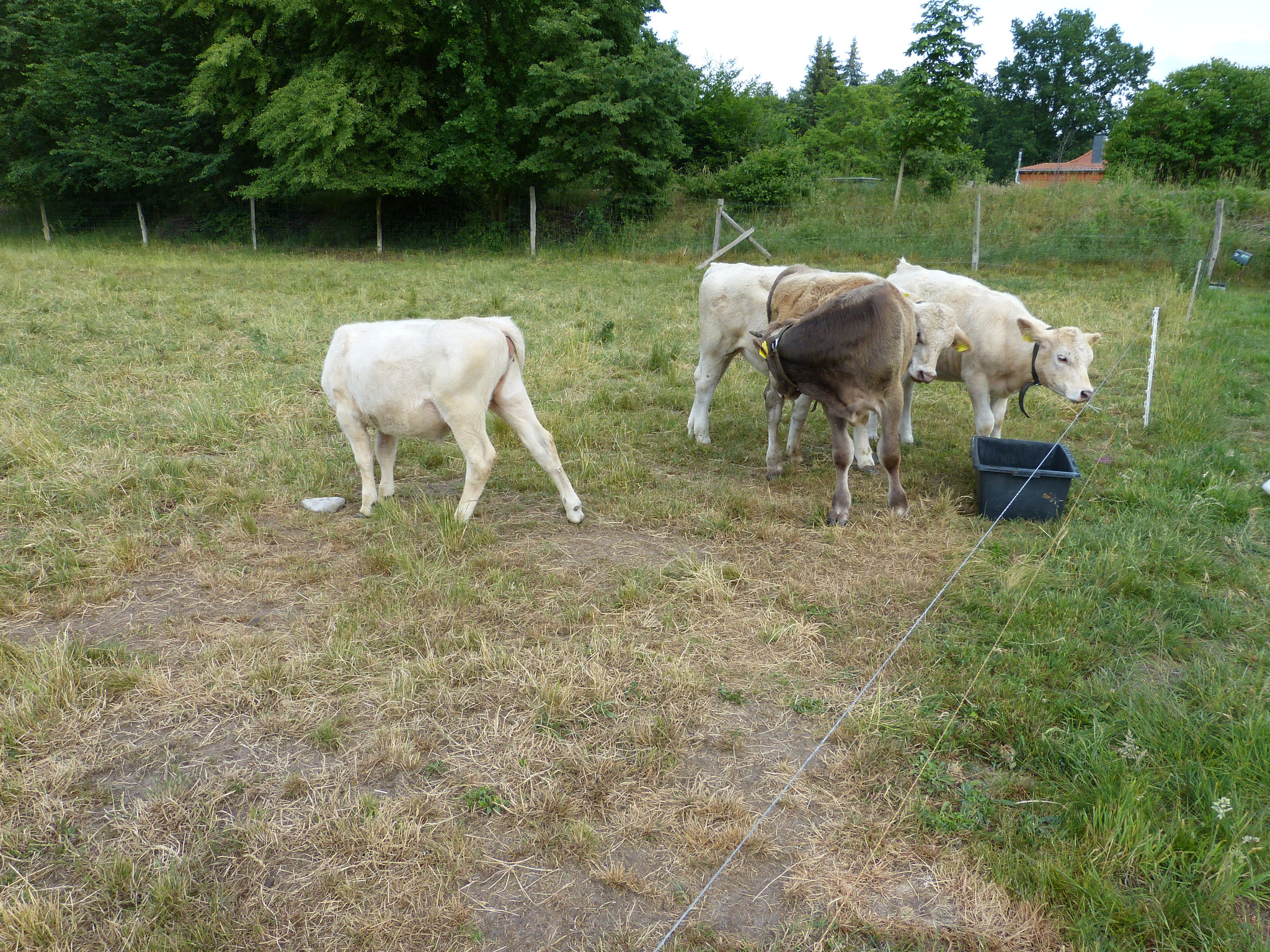 Alle haben Durst