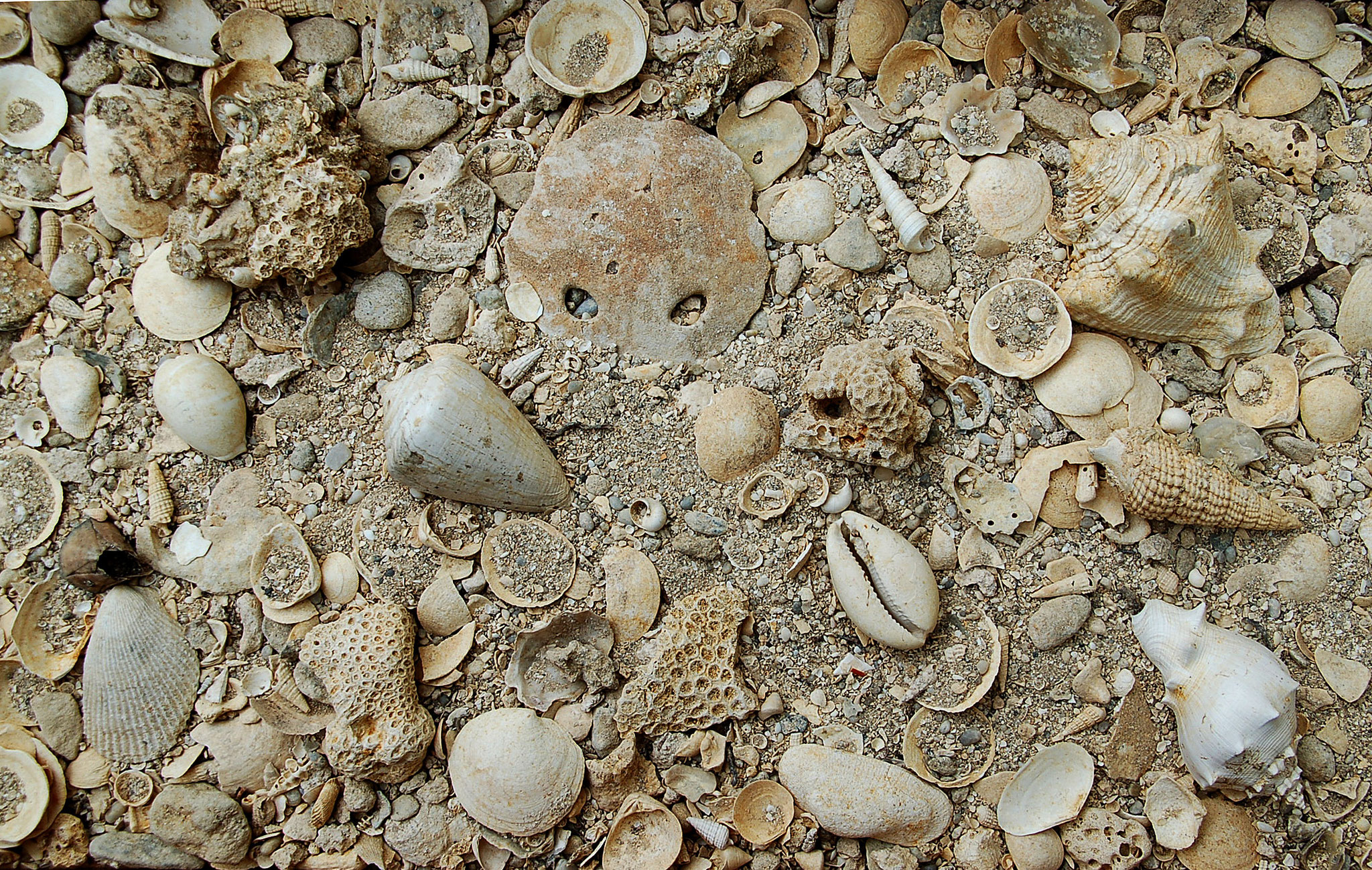 Géologie : Falun (sable fossilifère) du site de l'Ariey
