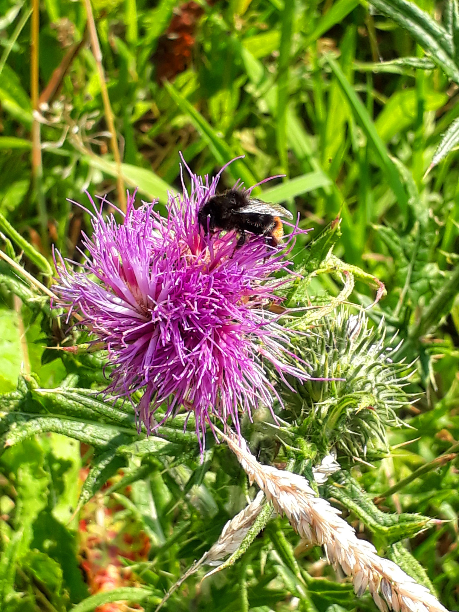Steinhummel an einer Distelblüte (Foto: J. Auras)