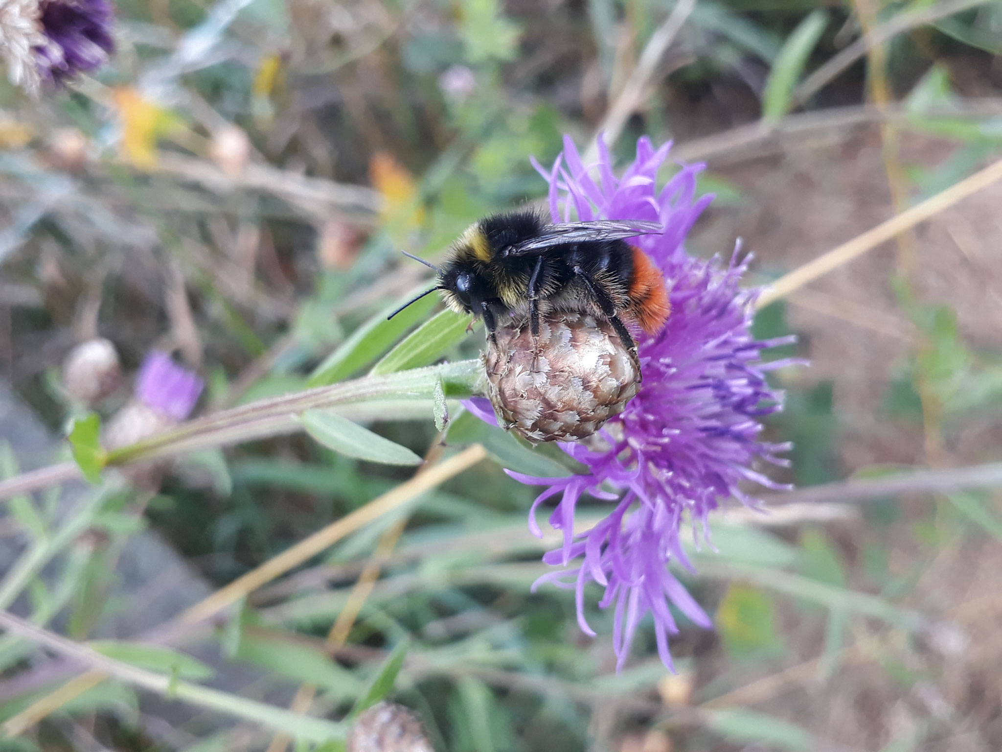 Steinhummel auf einer Flockenblume (Foto: J. Auras)