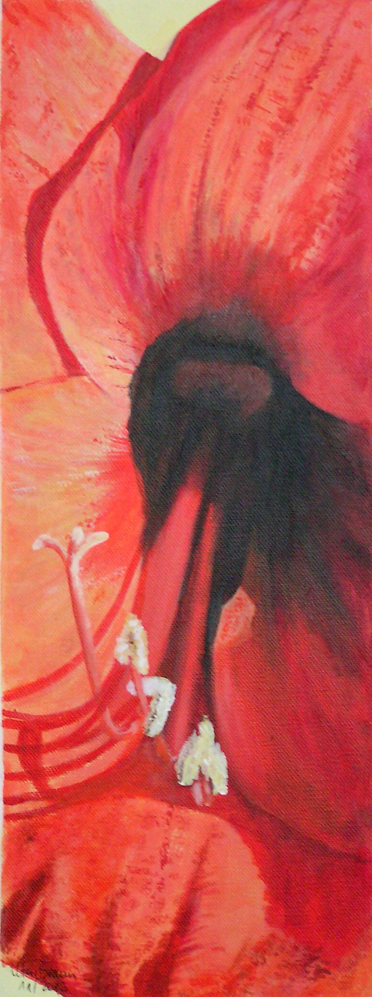 Blütenstruktur rot- Amaryllis (20 x 50)