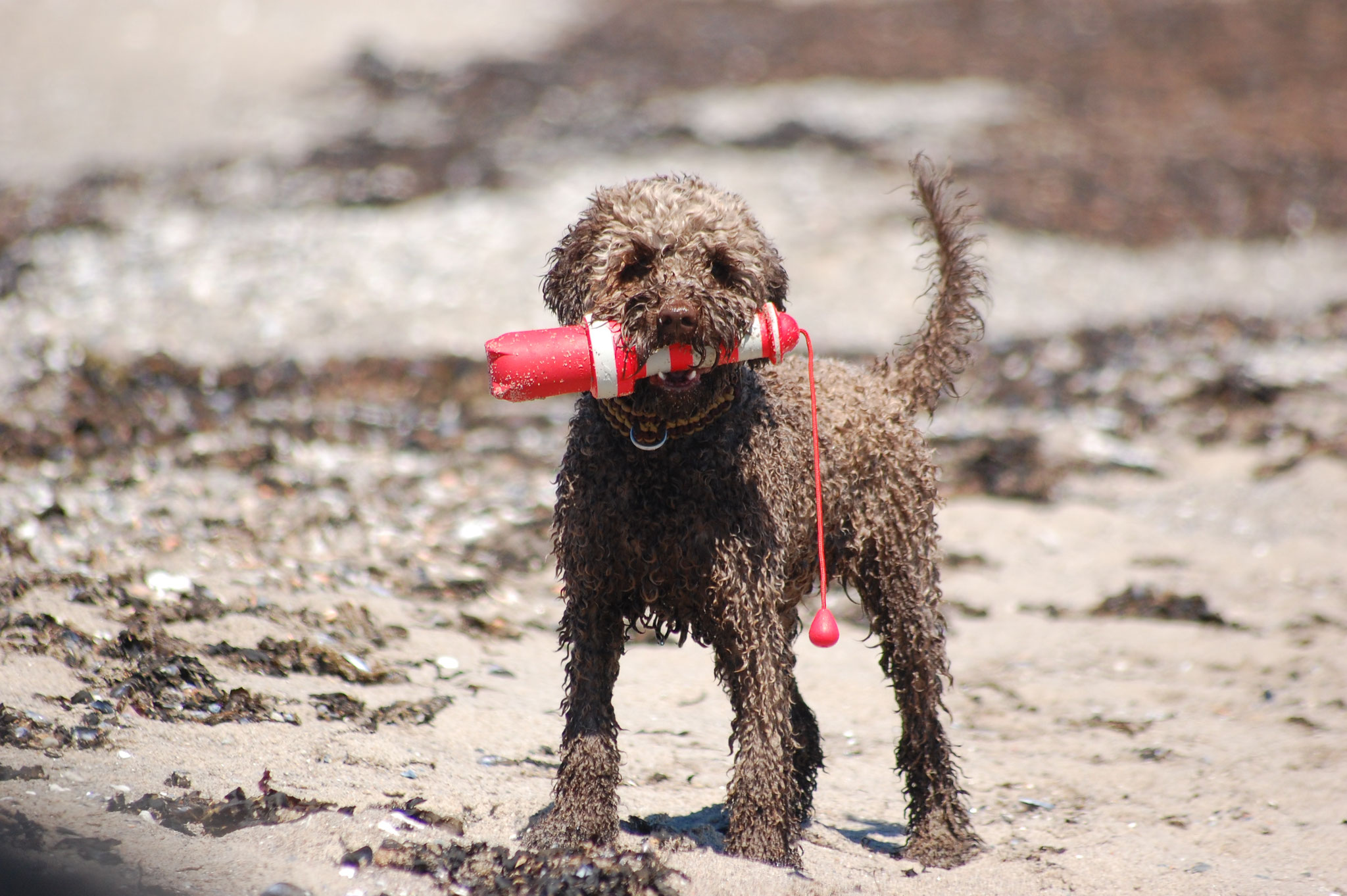 Emails Von Luigi An Mama Milka Lagotto Romagnolo Zuchter