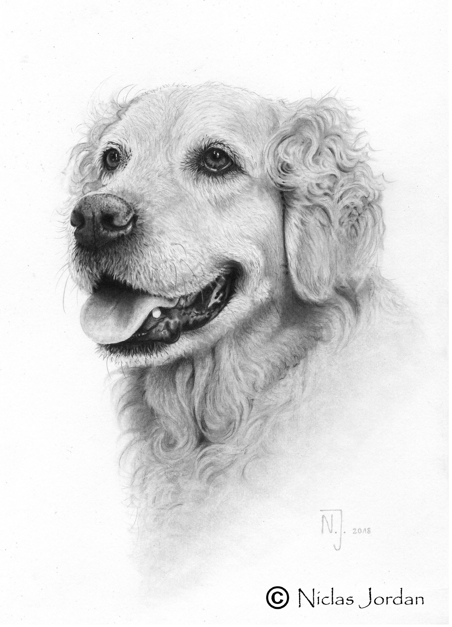 Golden Retriever - Hündin "Sunny" 2018