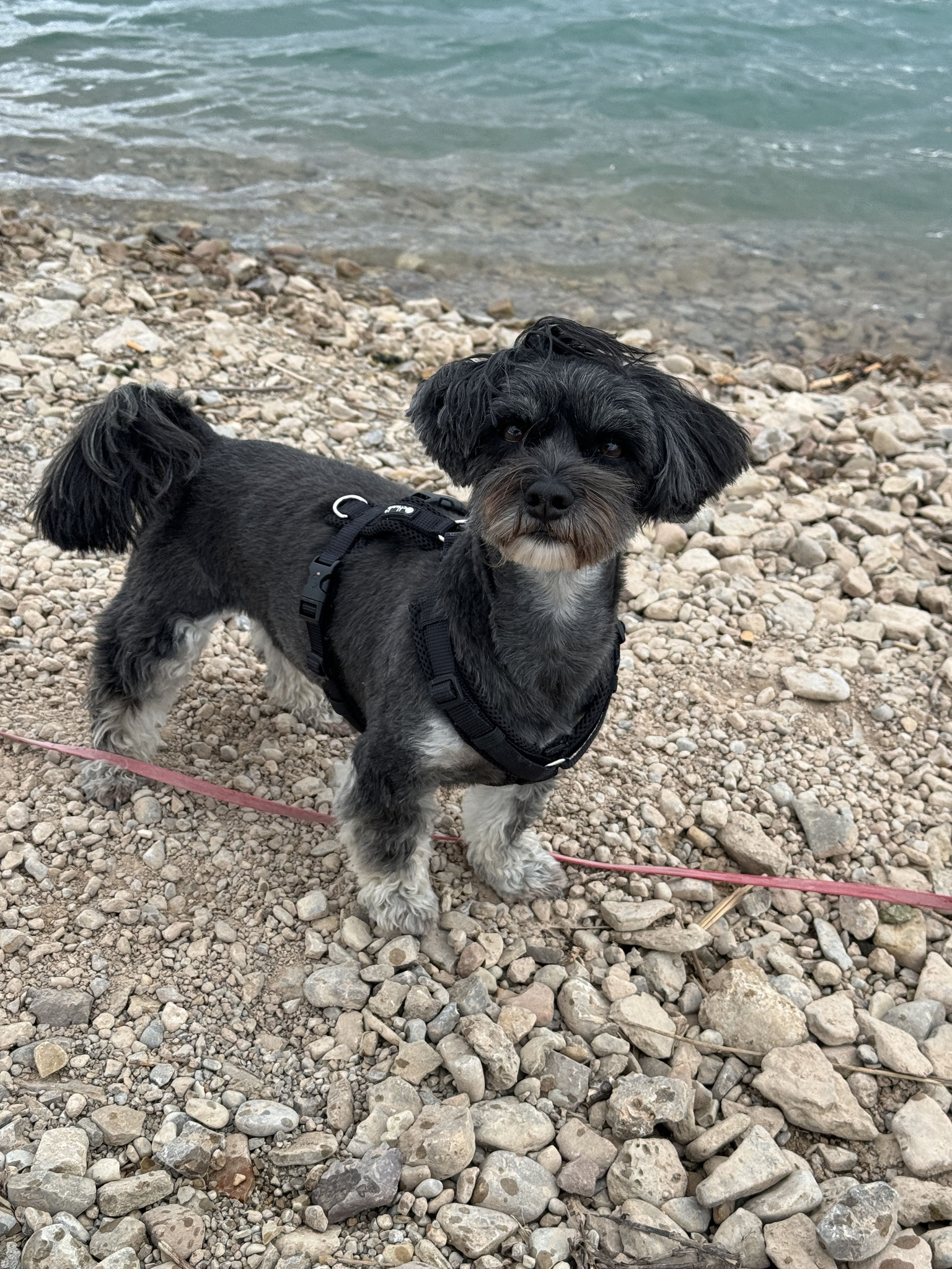 Miley mit neuem Styling am See