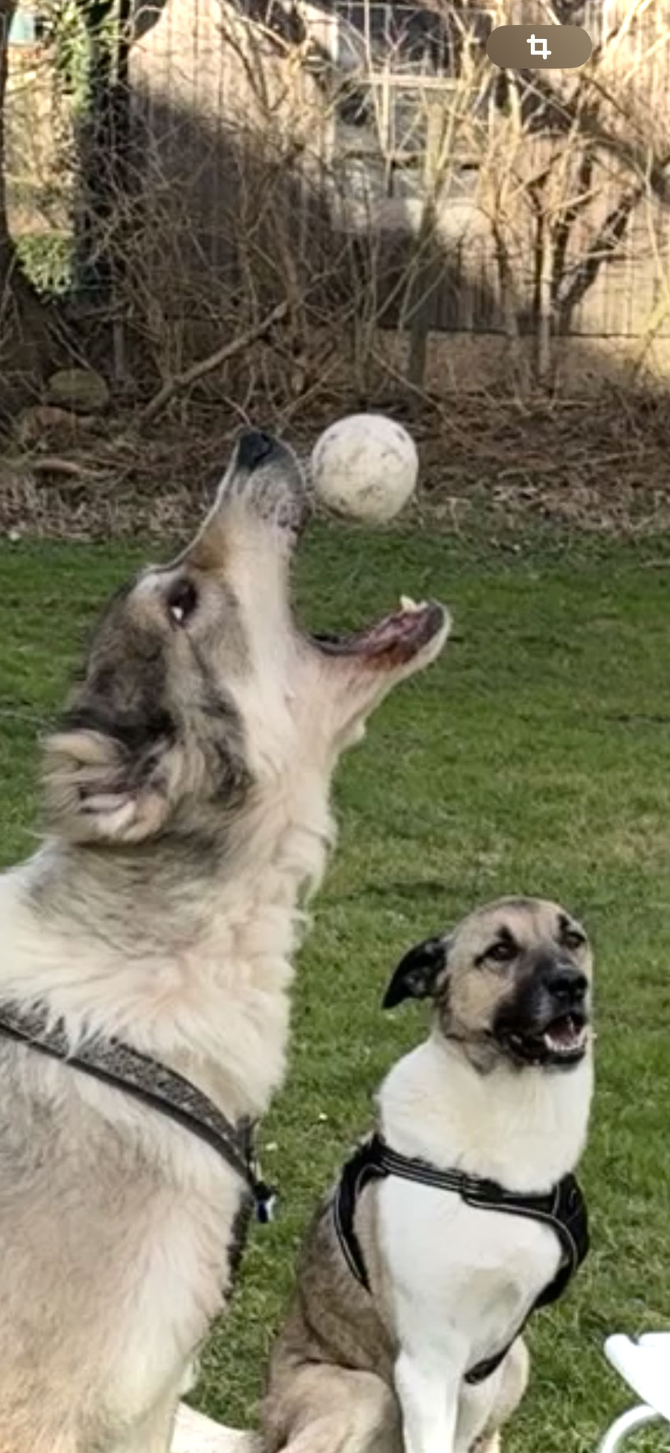 Xanthi beim Ball fangen
