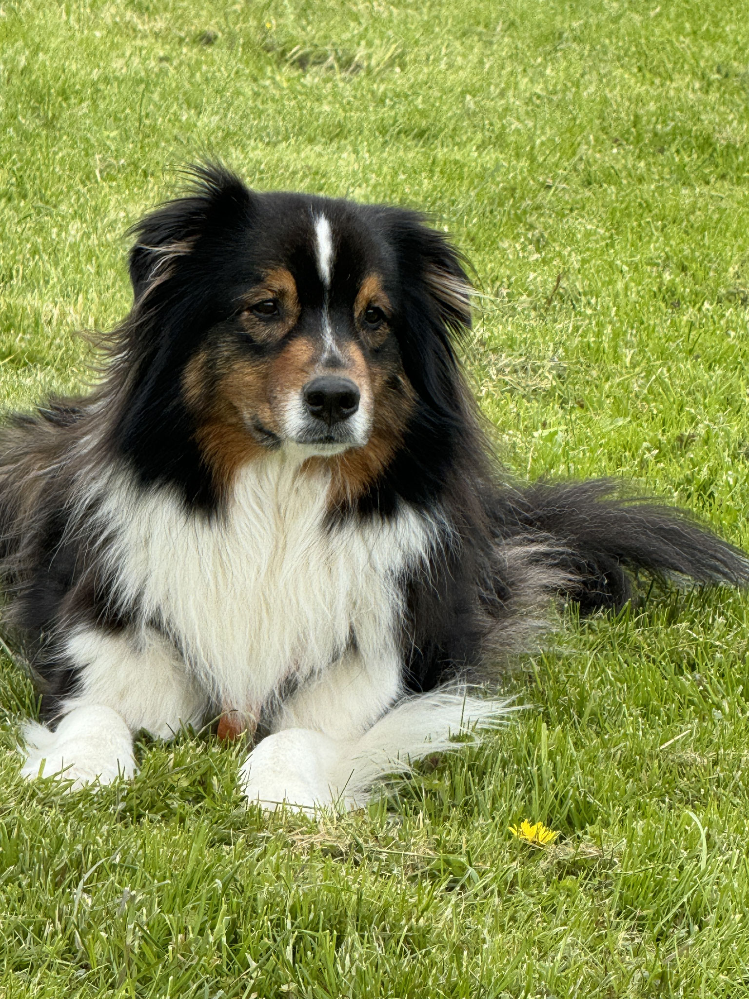 Koda Portrait