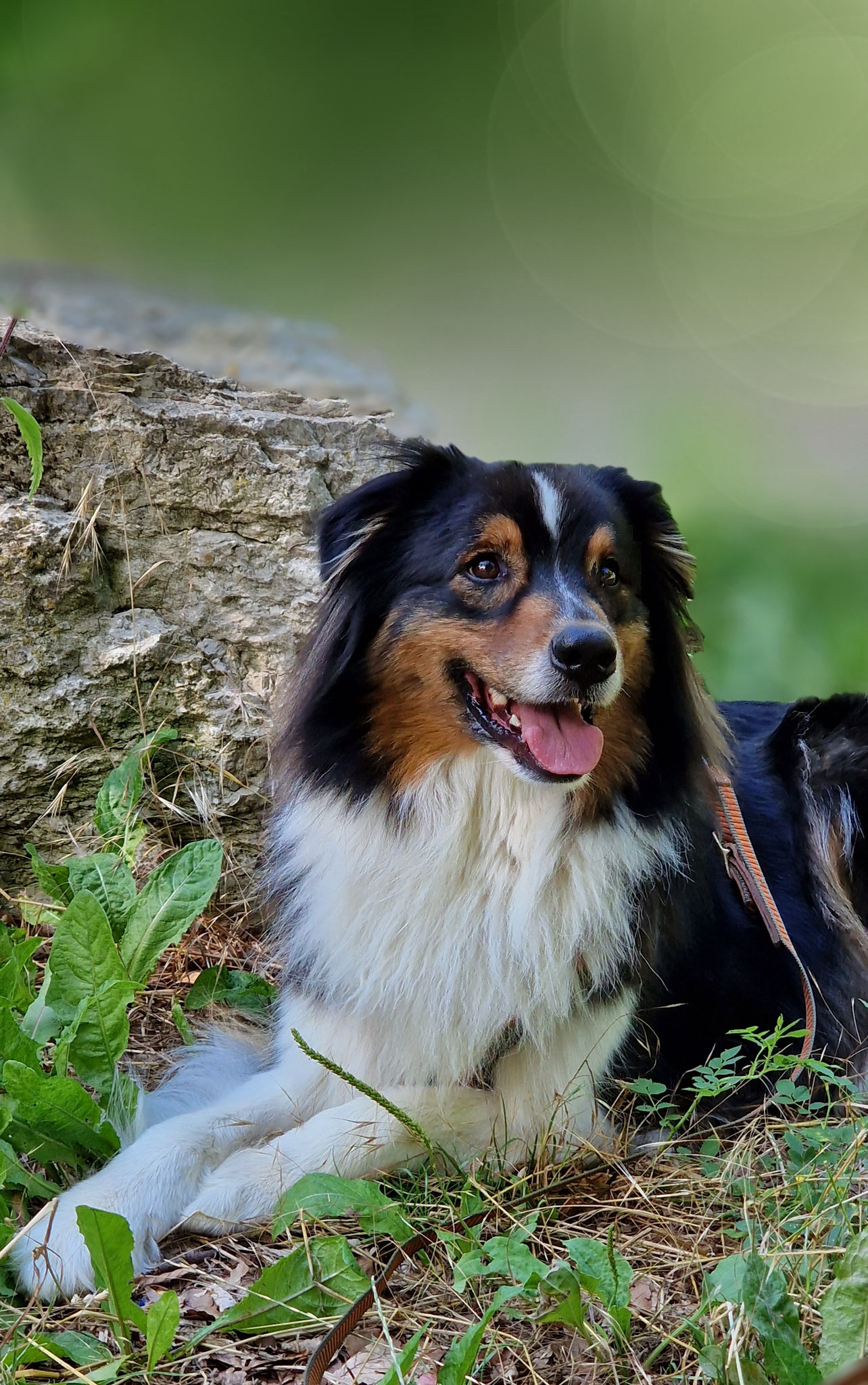 Koda erwartungsvoll