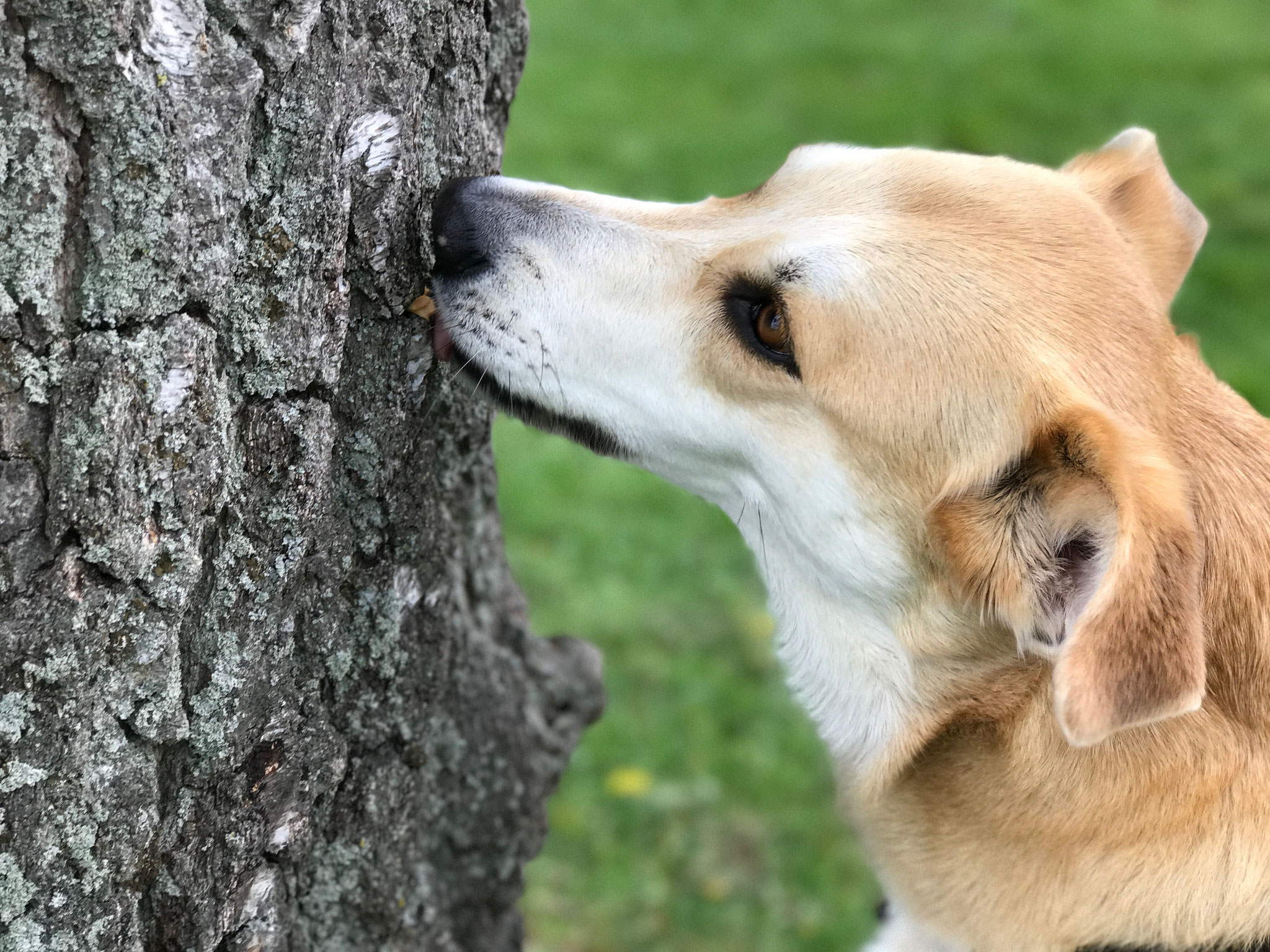 Jasper hat den Wurstbaum gefunden 