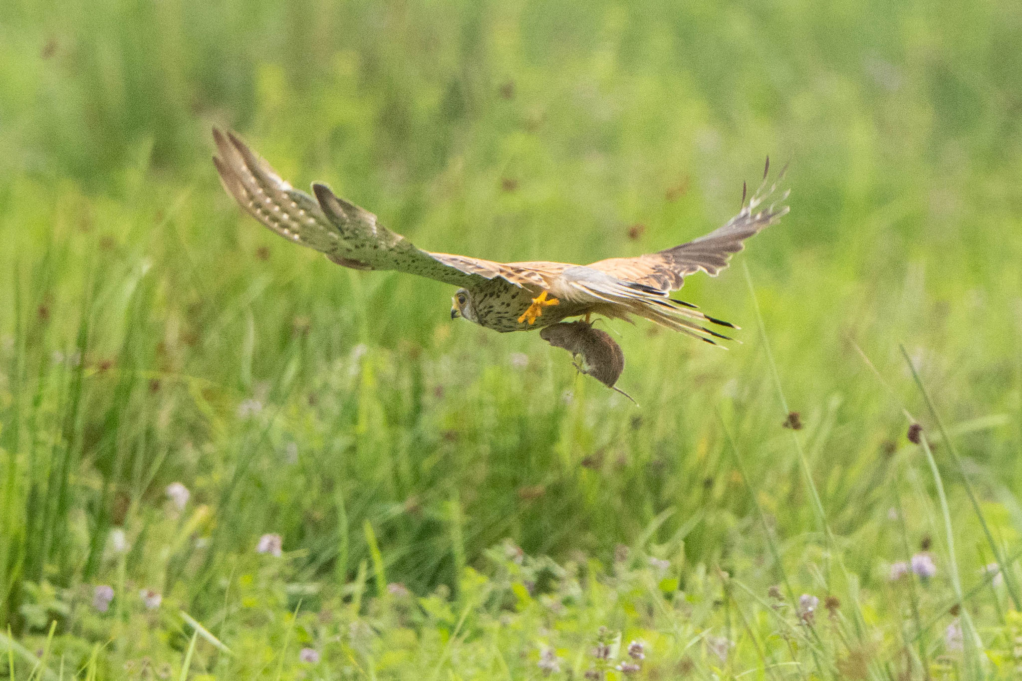 Der Turmfalke hat eine Wühlmaus erbeutet!