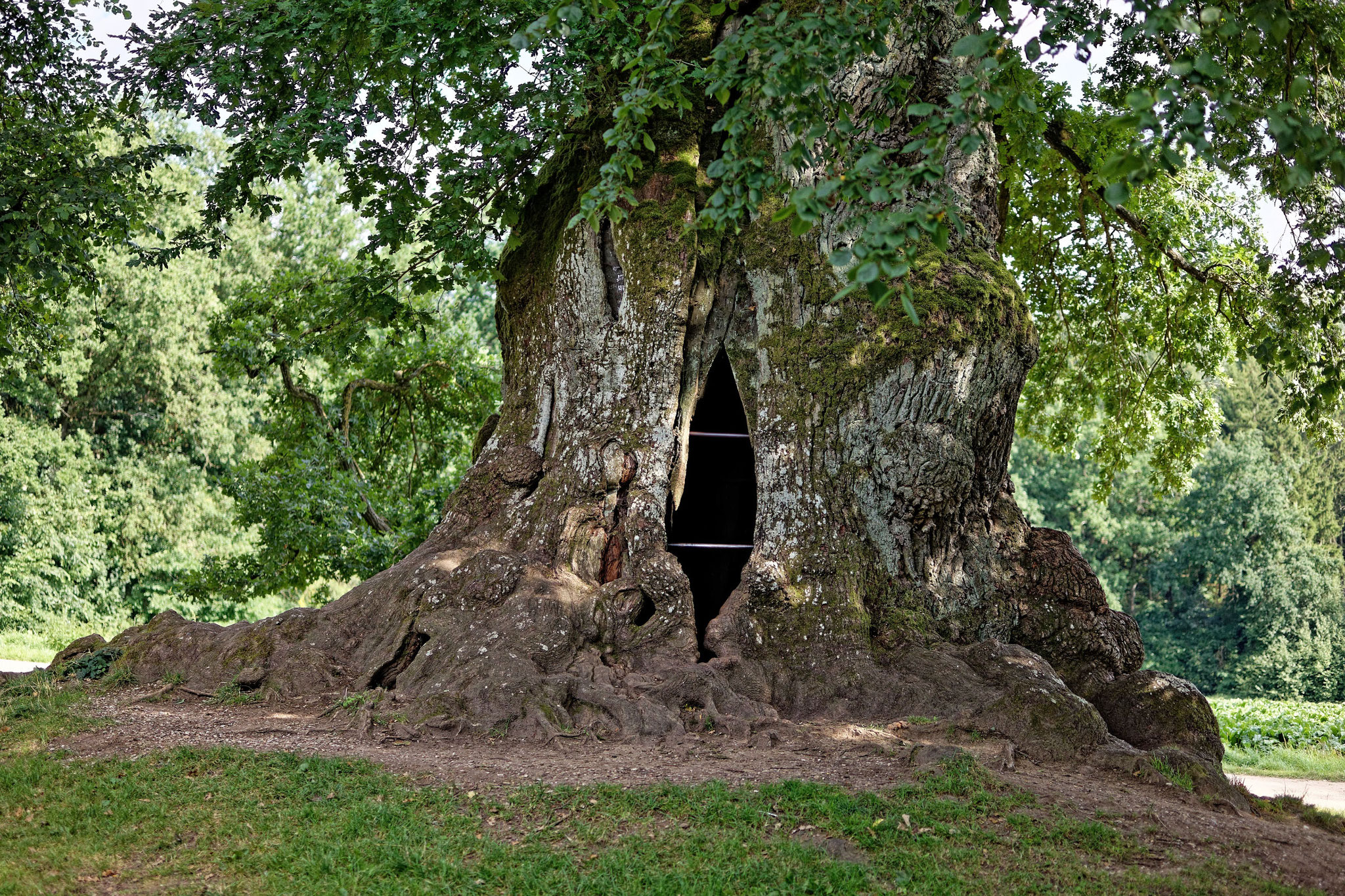 Haus Eichen In Der Mühle St. Wolfgangseiche bei Schloss Haus - Monumentale Eichen von Rainer Lippert