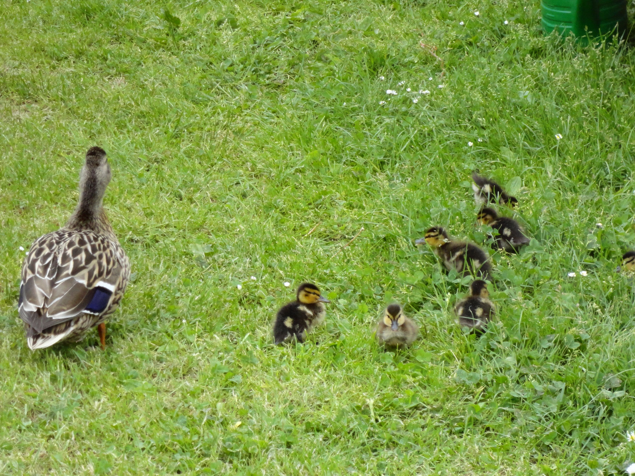 Entenfamilie auf dem Campingplatz