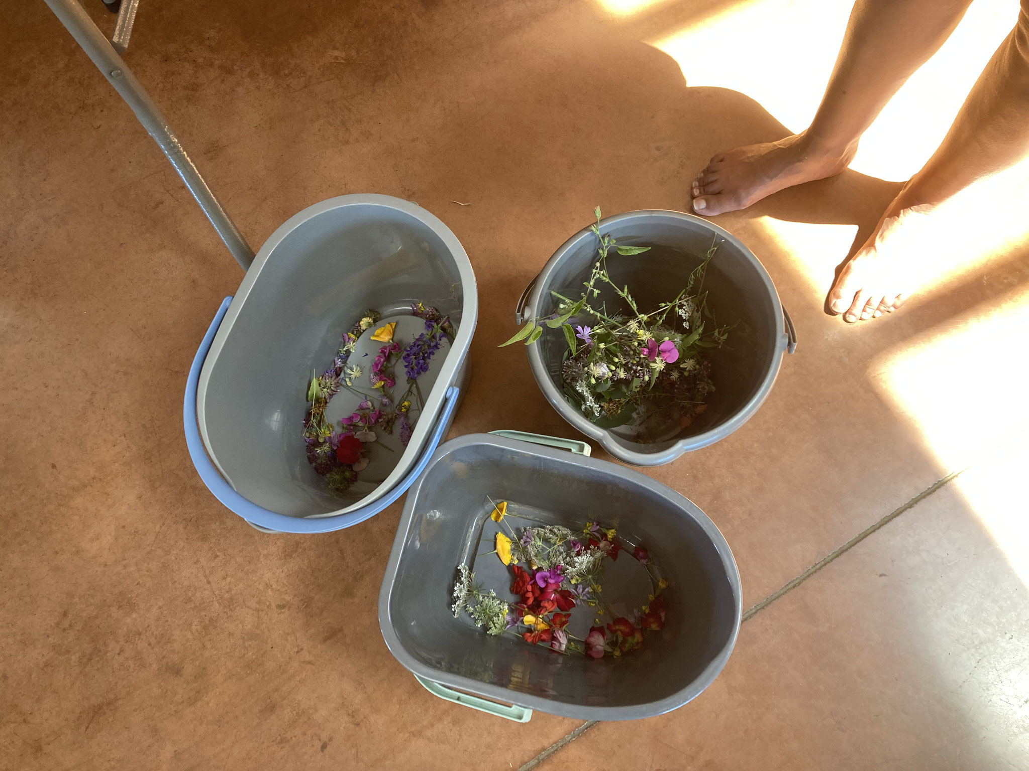 getting the plants ready for the spiritual bathing