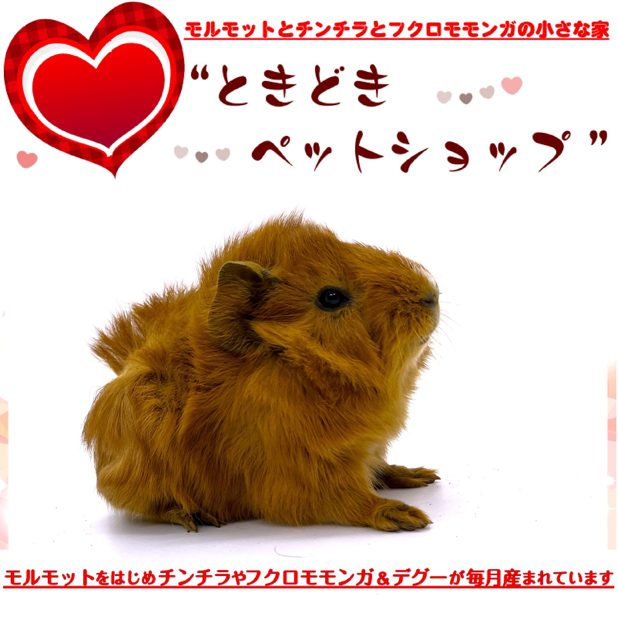 ときどきペットショップ アビシニアンモルモット