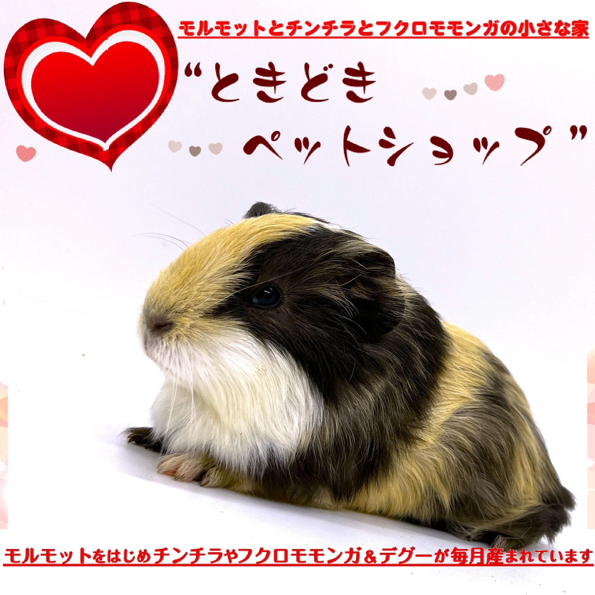 お迎えいただいたシェルティモルモット（トライカラー）｜シェルティモルモット販売・ブリーダー直譲【ときどきペットショップ】