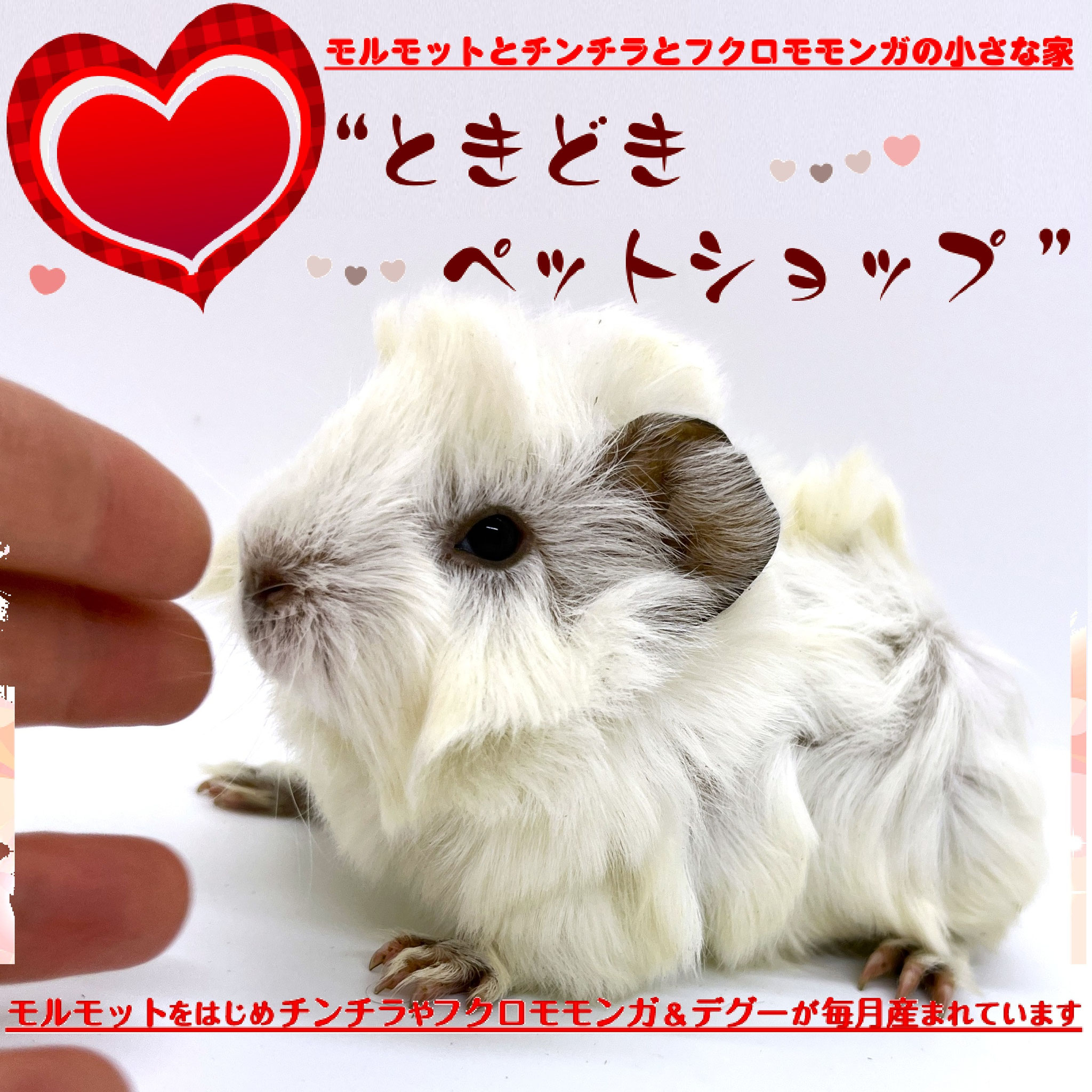 お迎えいただいたアビシニアンモルモット｜アビシニアンモルモット販売・ブリーダー直譲【ときどきペットショップ】