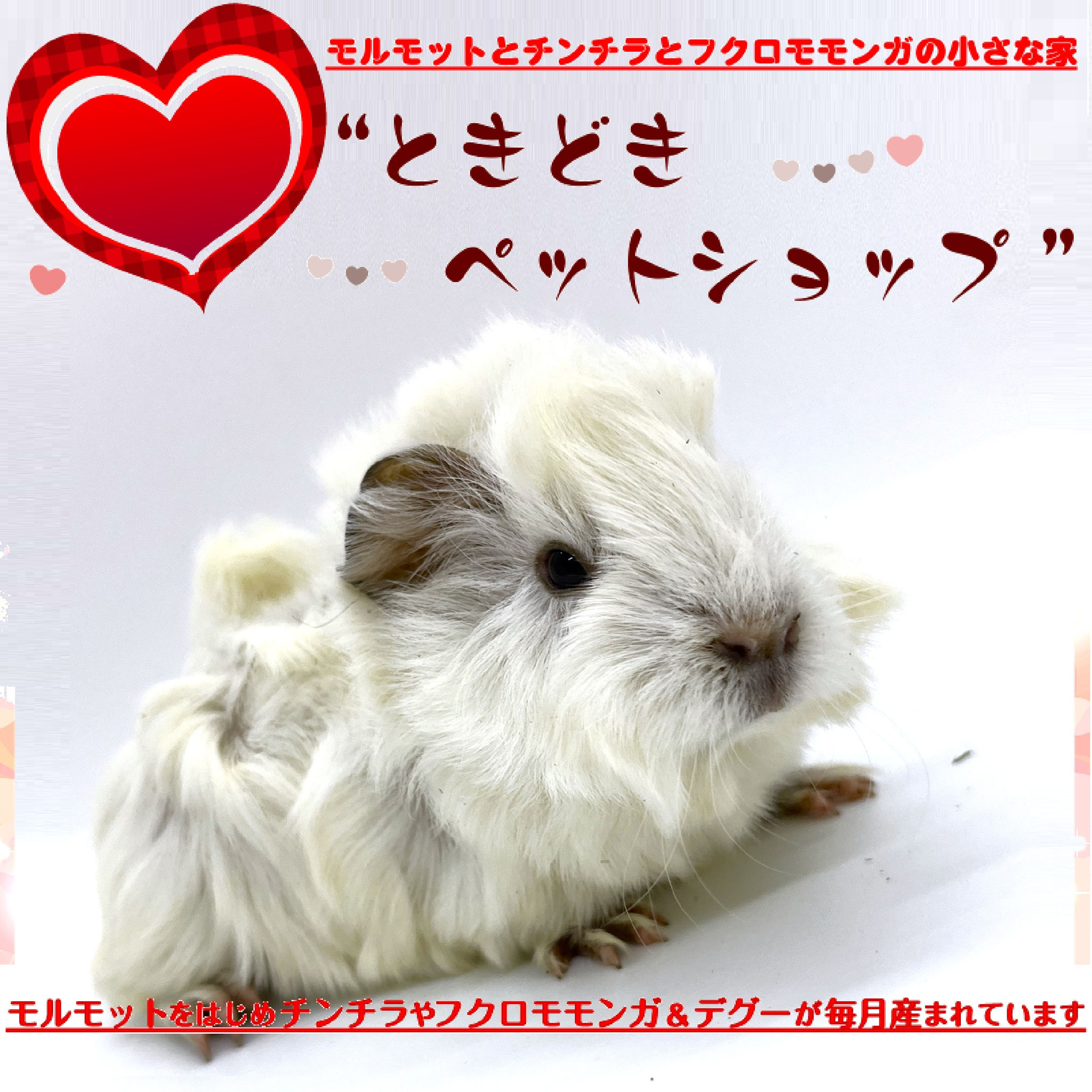 お迎えいただいたアビシニアンモルモット｜アビシニアンモルモット販売・ブリーダー直譲【ときどきペットショップ】