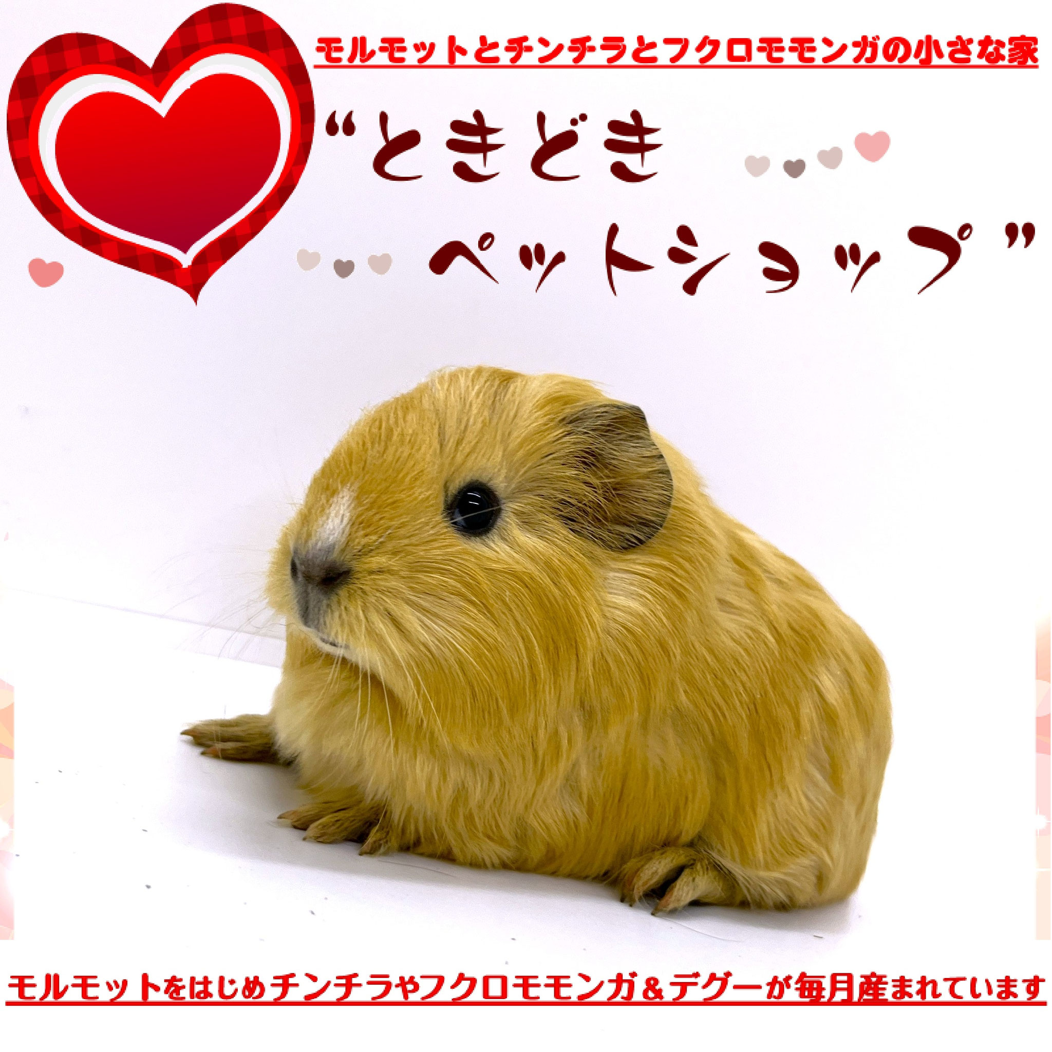お迎えいただいたシェルティモルモット（クリーム、オレンジ、茶）｜シェルティモルモット販売・ブリーダー直譲【ときどきペットショップ】