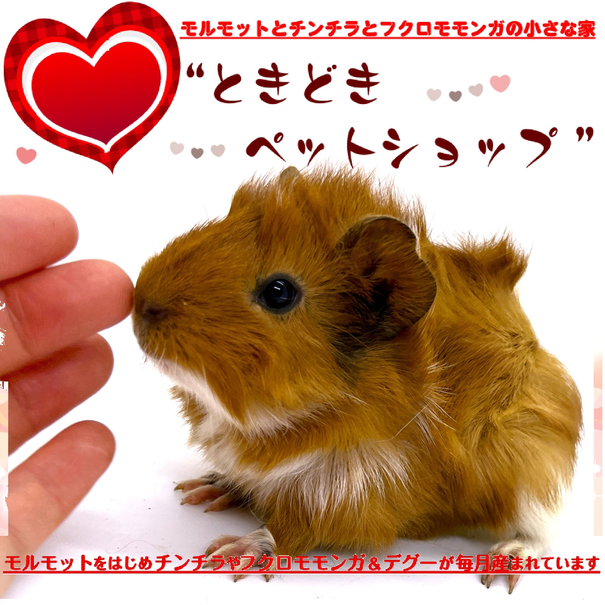 お迎えいただいたアビシニアンモルモット｜アビシニアンモルモット販売・ブリーダー直譲【ときどきペットショップ】