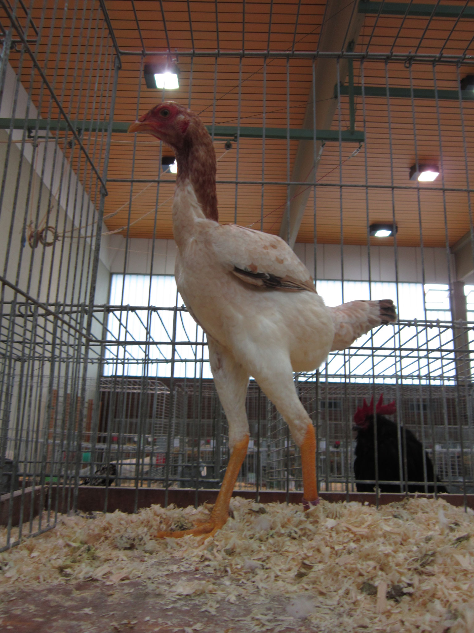 Hühner Homepage KV der Kleintierzüchter Schwäbisch Gmünd