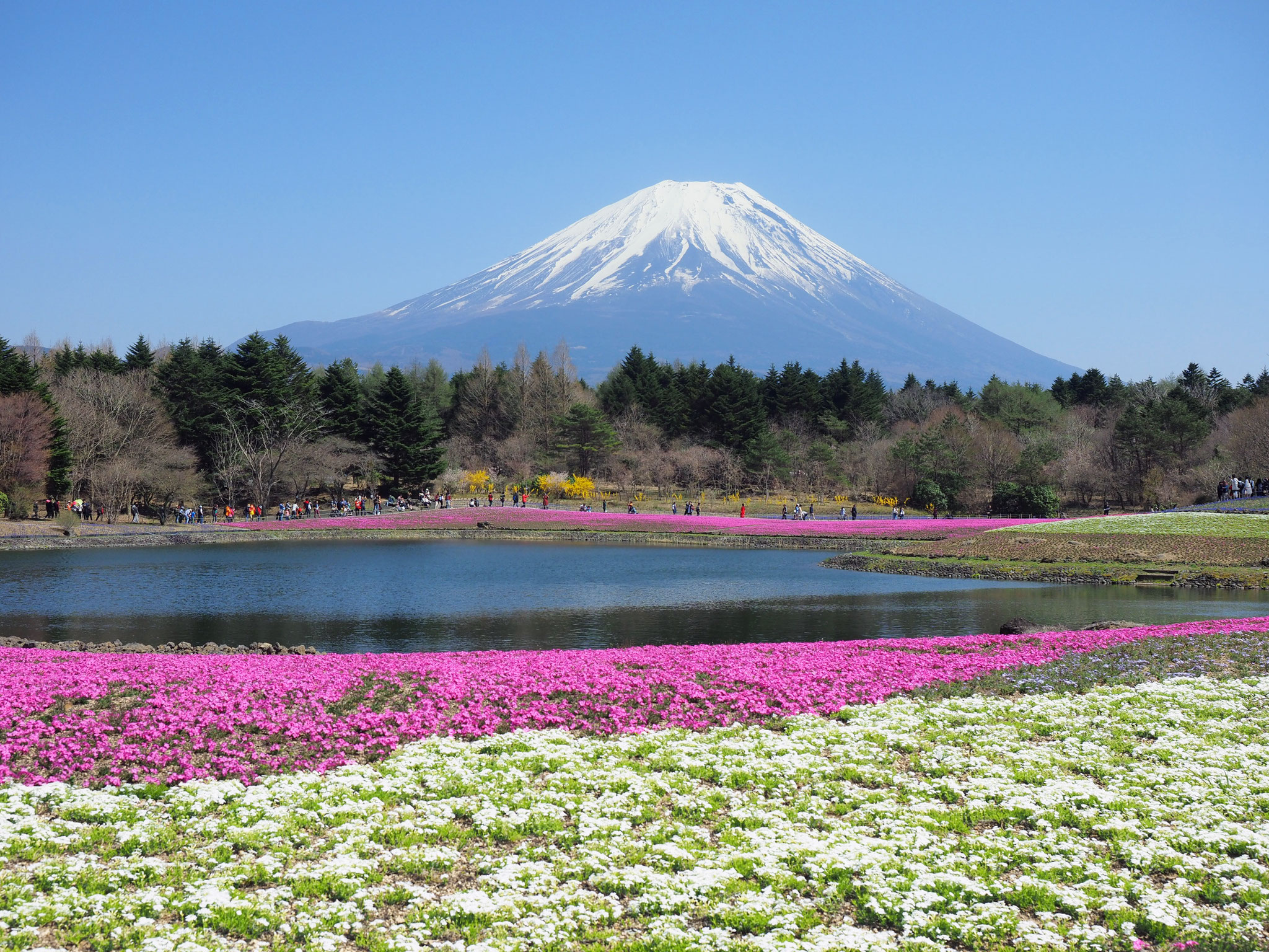 本栖湖より富士山を眺める