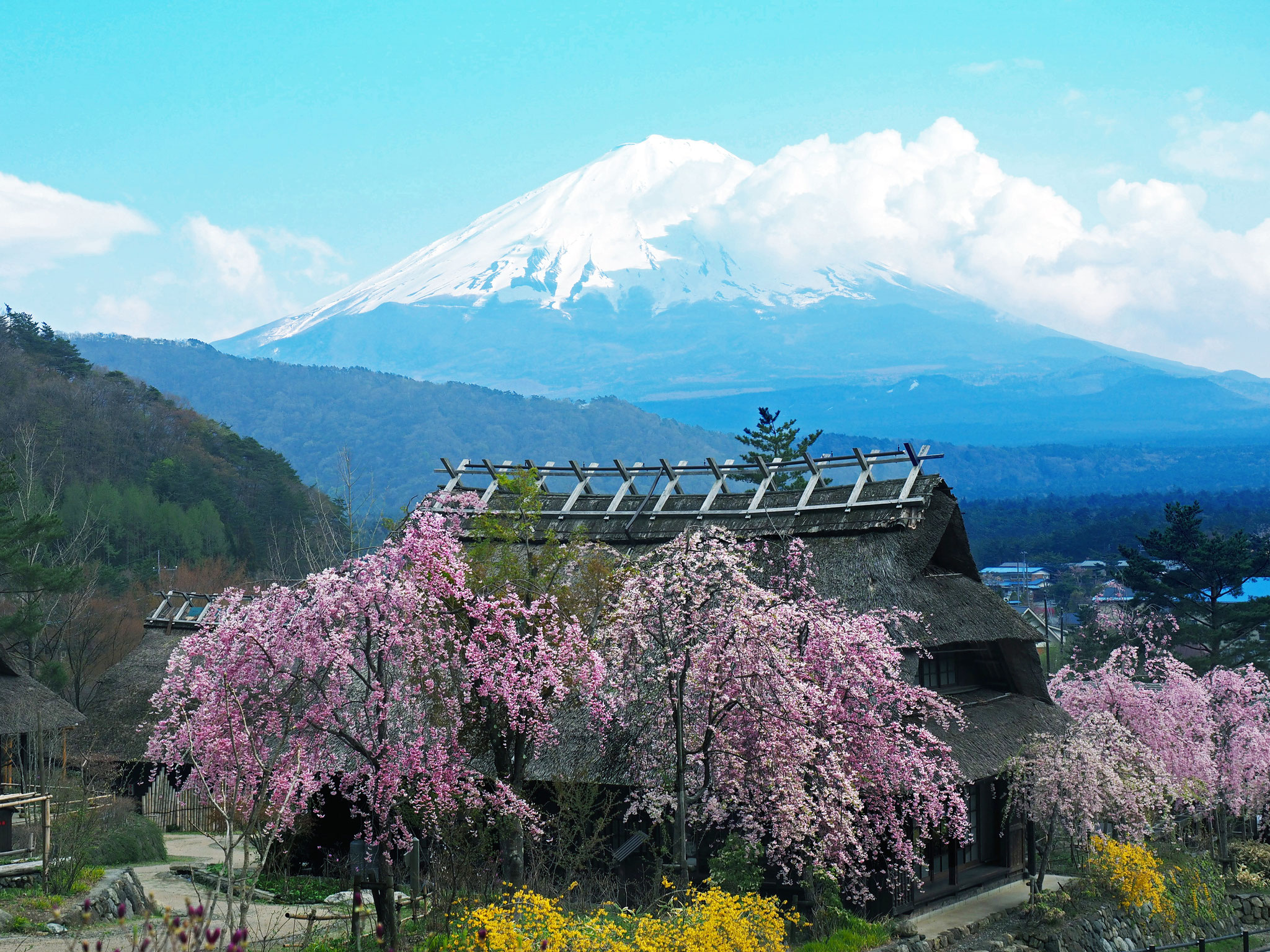 西湖より富士山を眺める