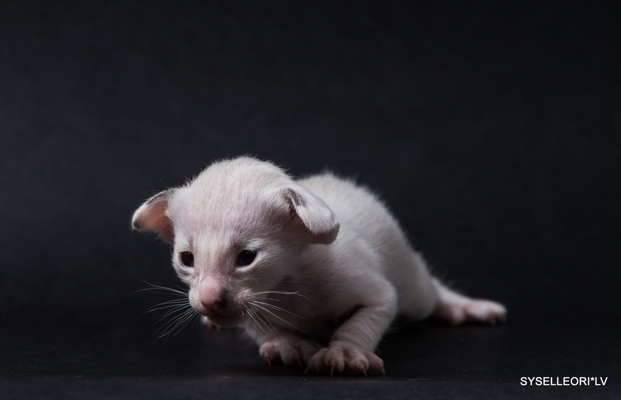 Albuss