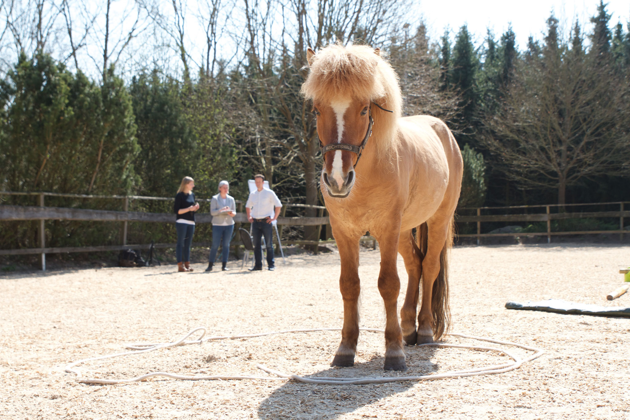 Horse Assisted Coach Schleswig-Holstein