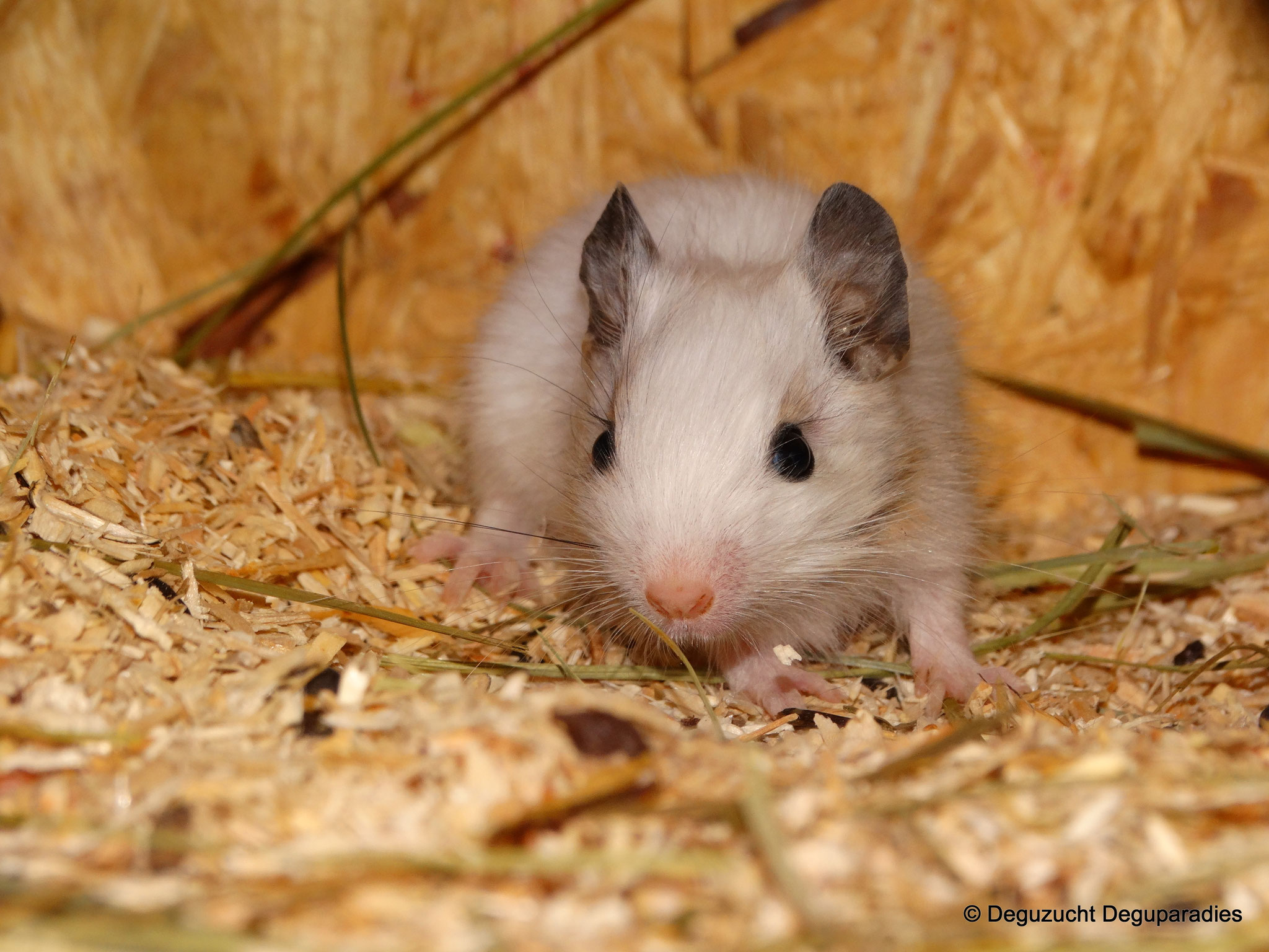 Fridolin