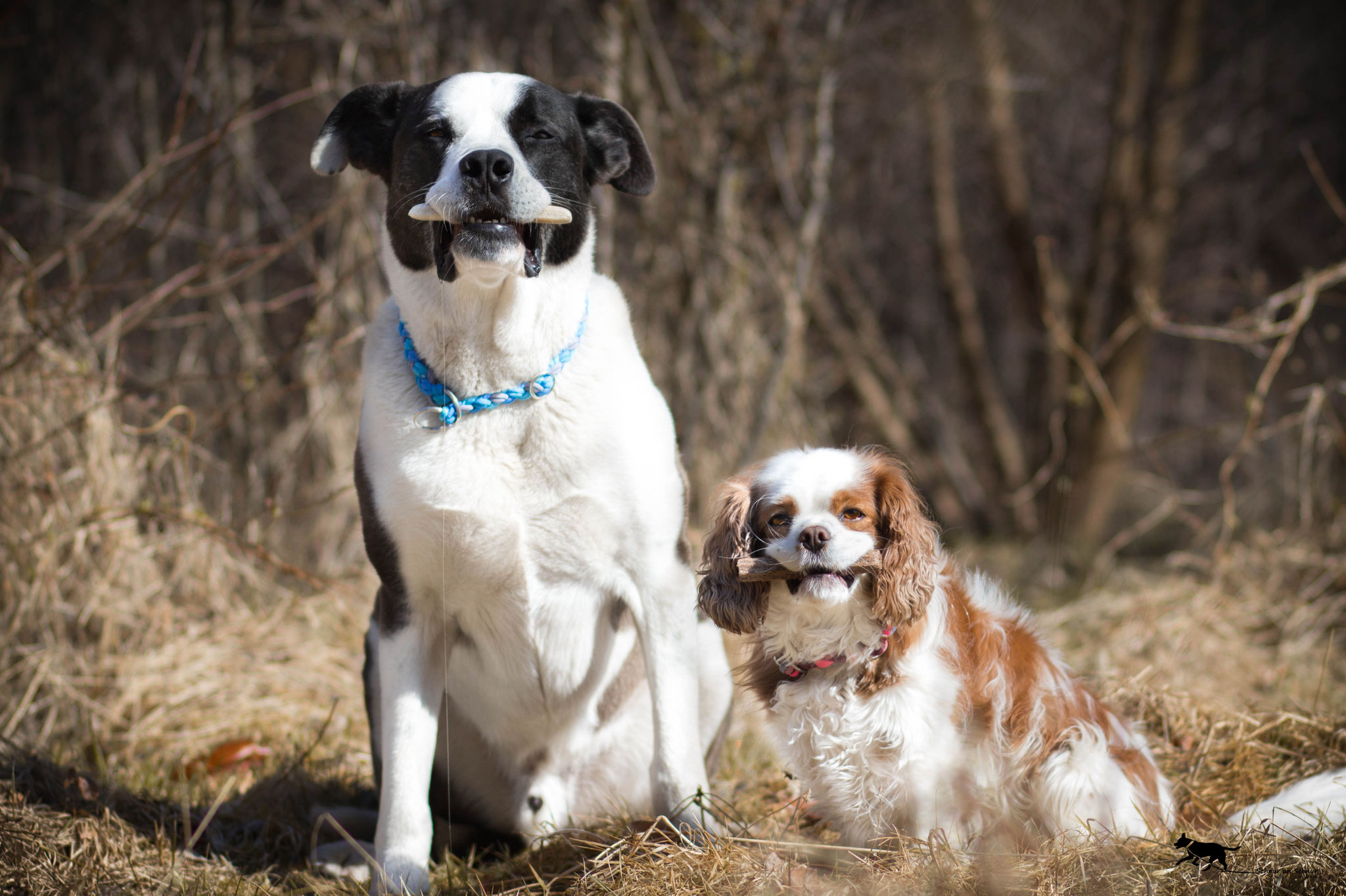 Zahnputzflocken Für Hunde