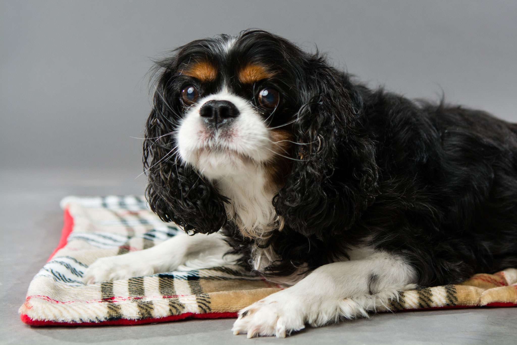 decken für hunde hunde decken dogsnumberone at decken für hunde hunde decken dogsnumberone at