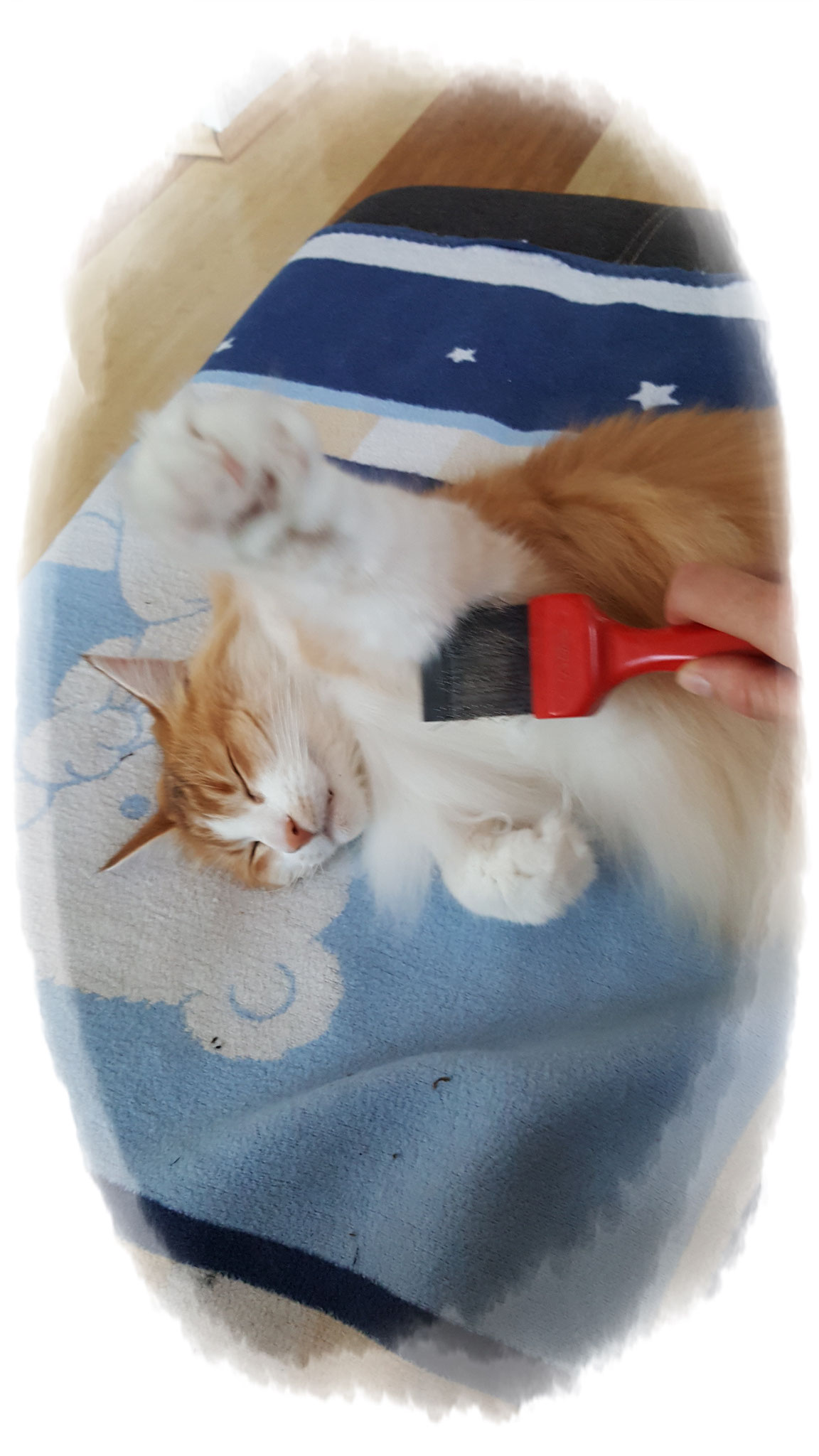 ..man muss nur mit umzugehen wissen (lach, o.k. Enya ist ja auch keine normale Katze)