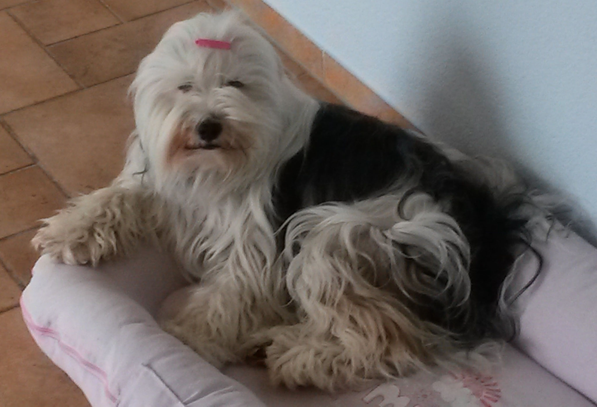Das neuste Foto von Shari-
