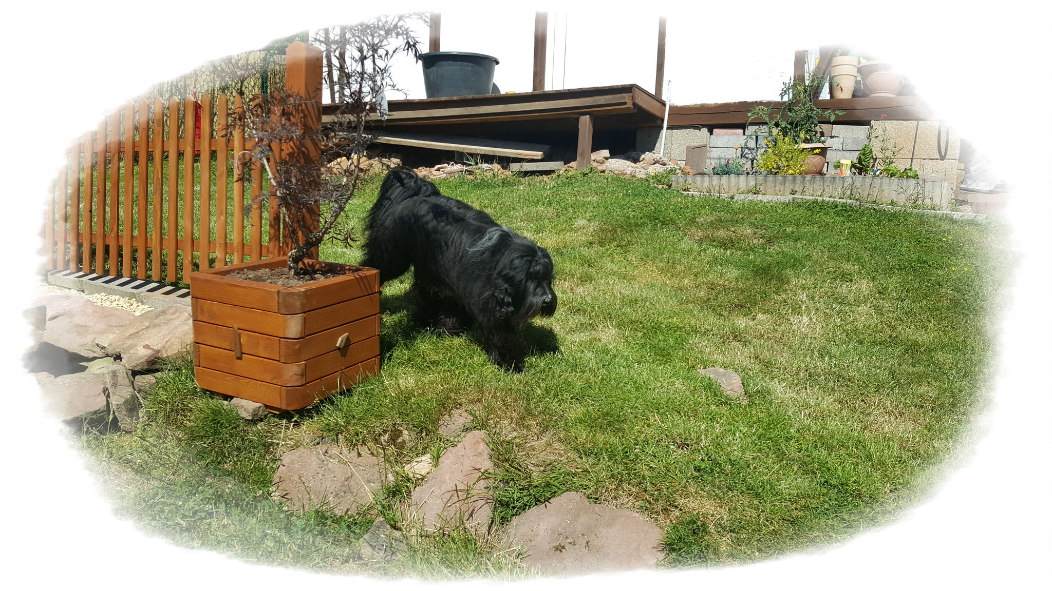 3 Wetter Hund, das Haar liegt
