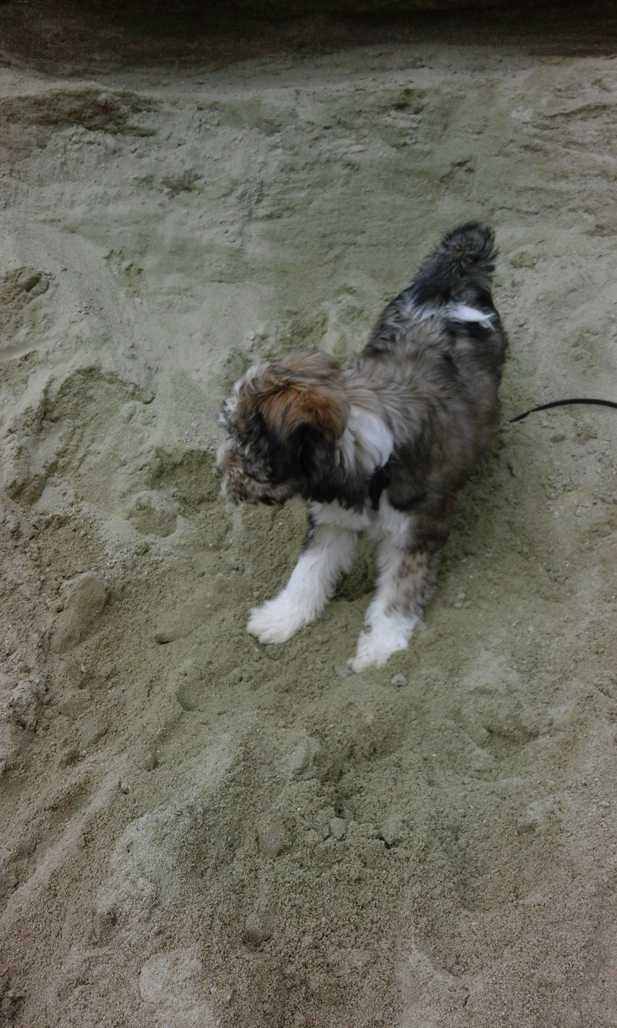 im Sand toben, ja das ist Tibilike!!!