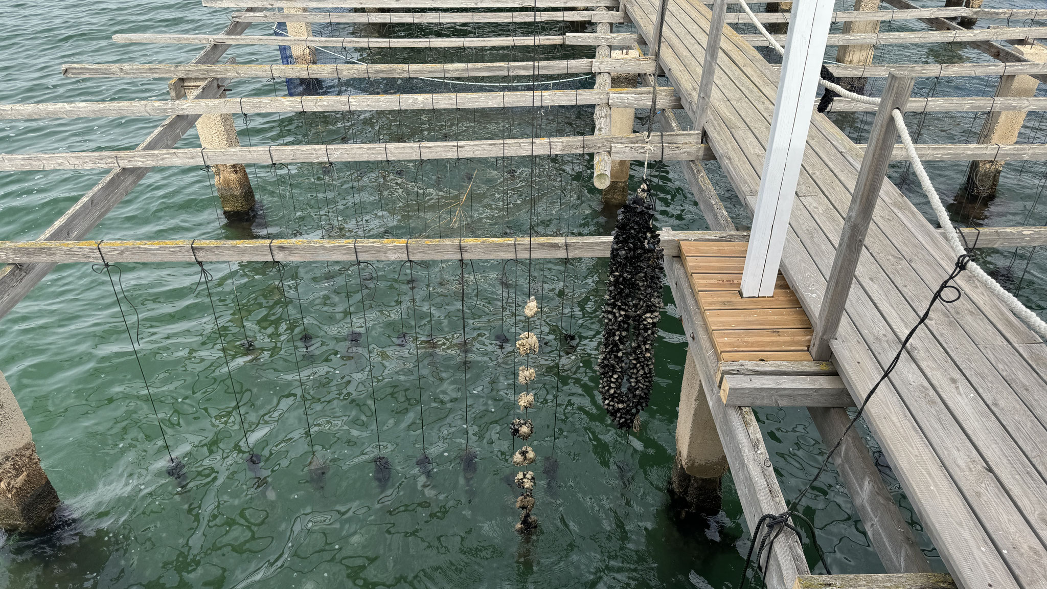 Oyster and mussel culture in La Ràpita